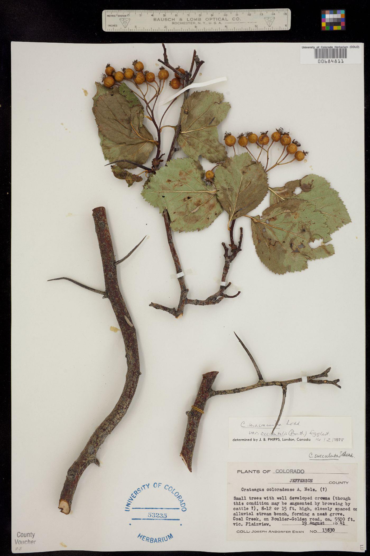 Crataegus macracantha image