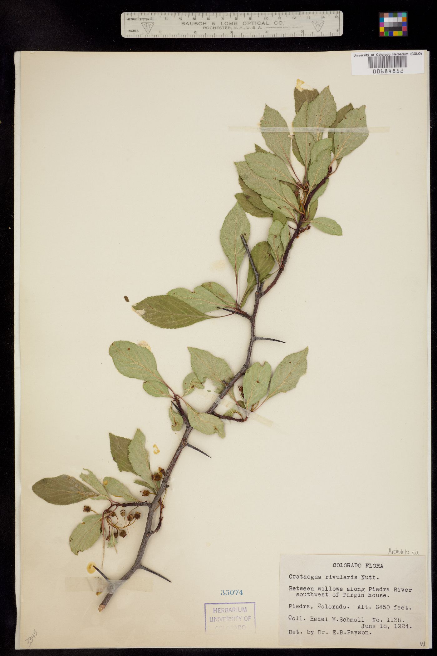 Crataegus rivularis image