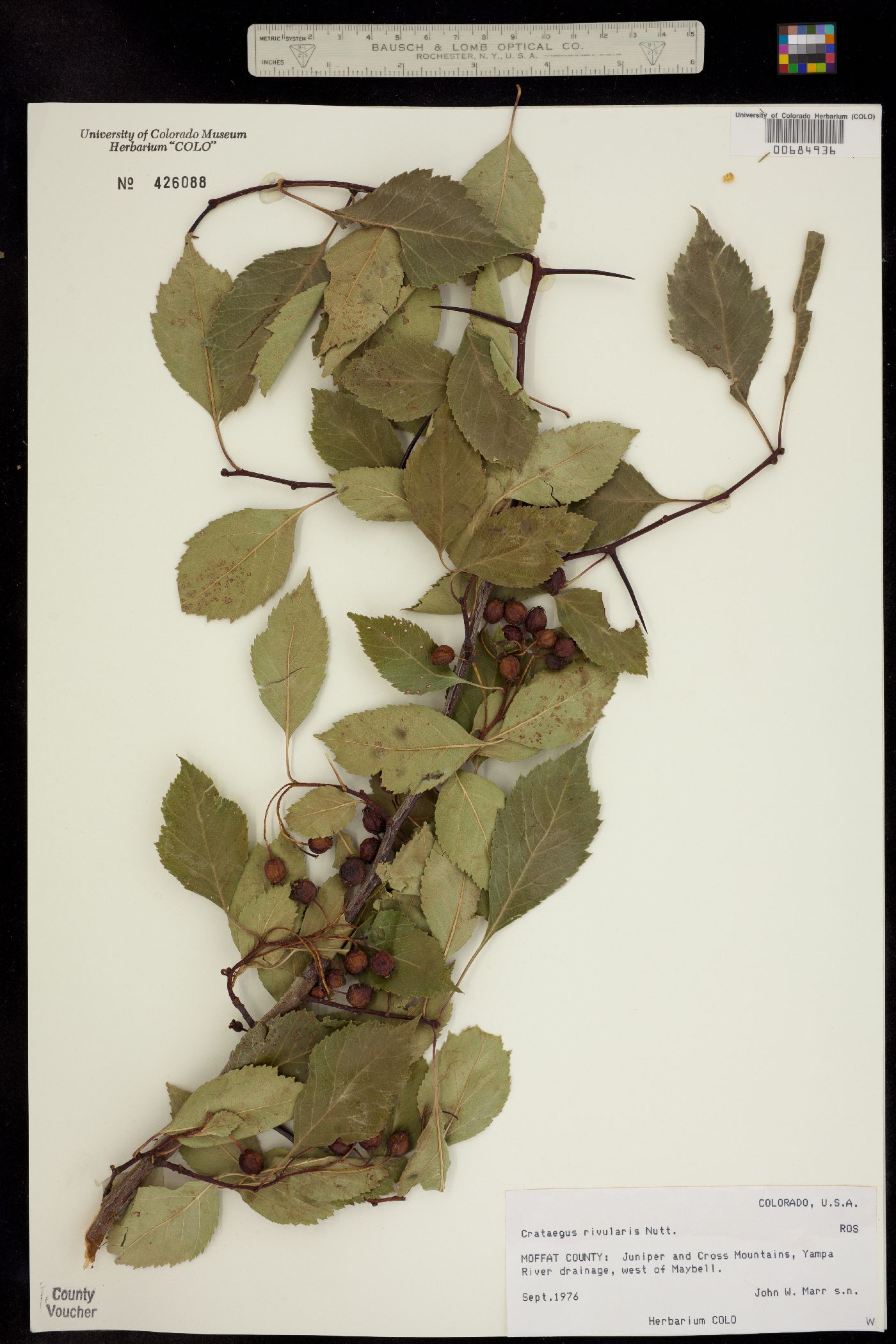 Crataegus rivularis image