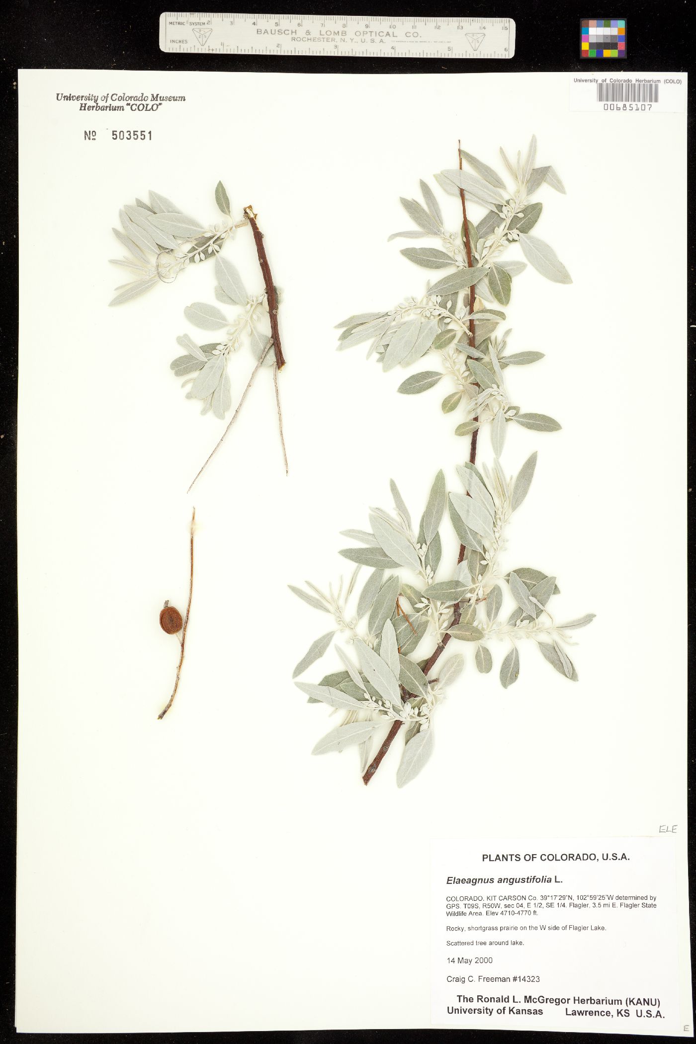 Elaeagnus angustifolia image