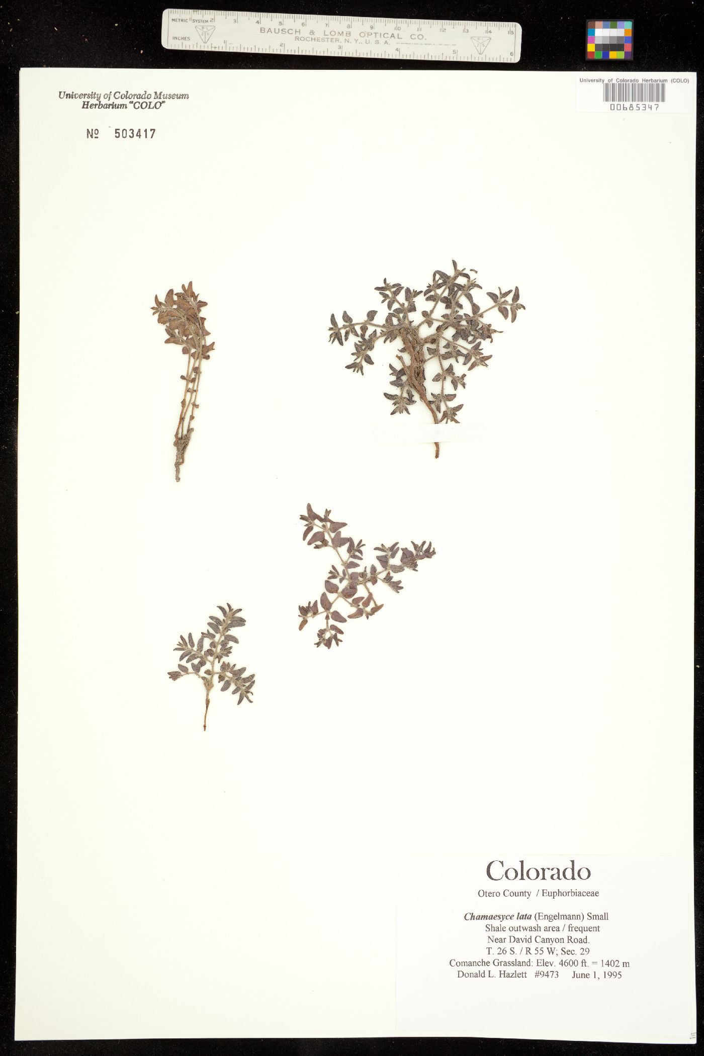 Euphorbia lata image