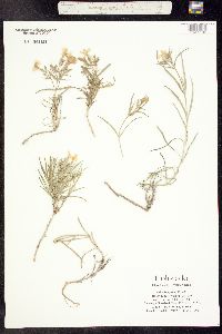 Phlox longifolia image