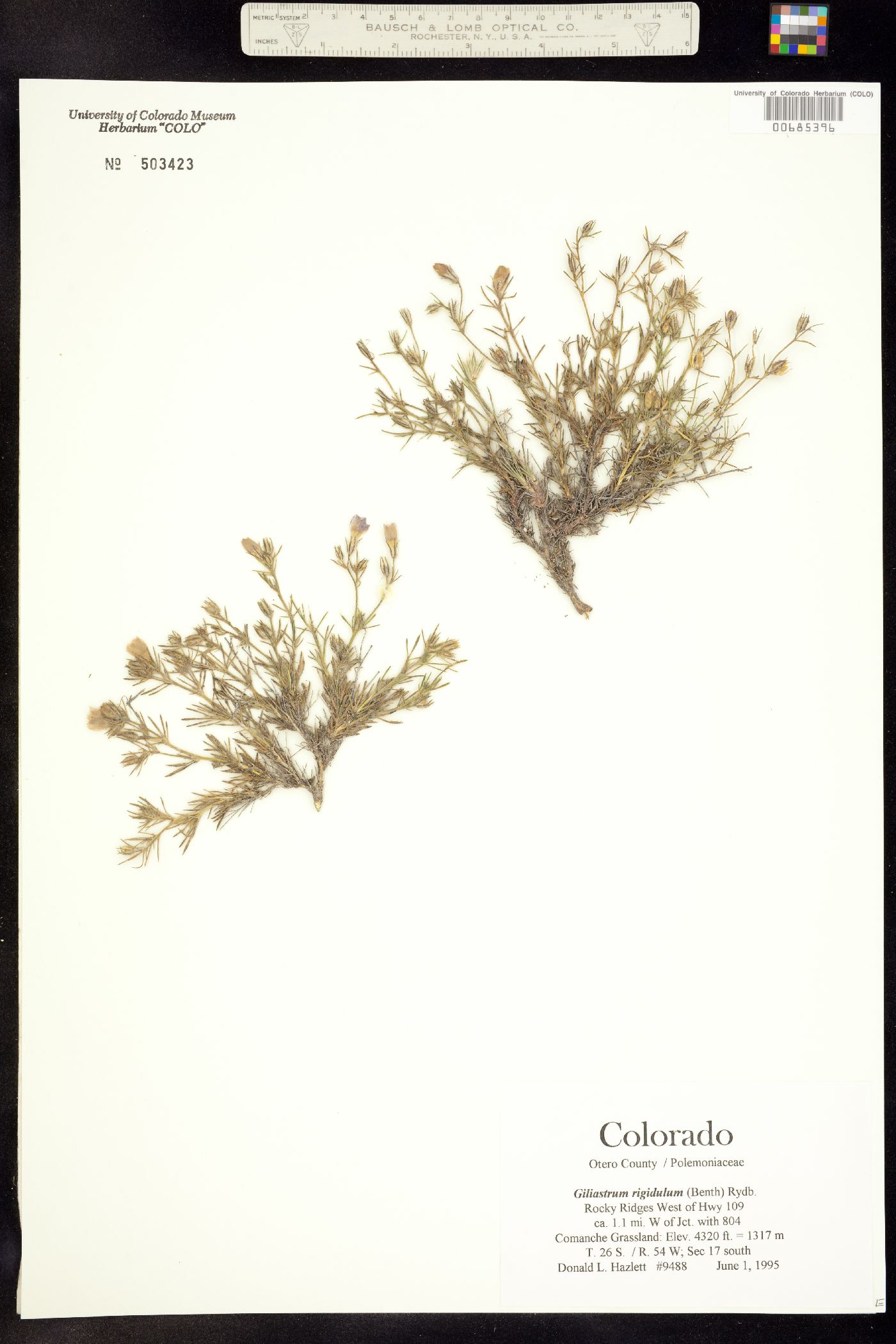 Giliastrum acerosum image