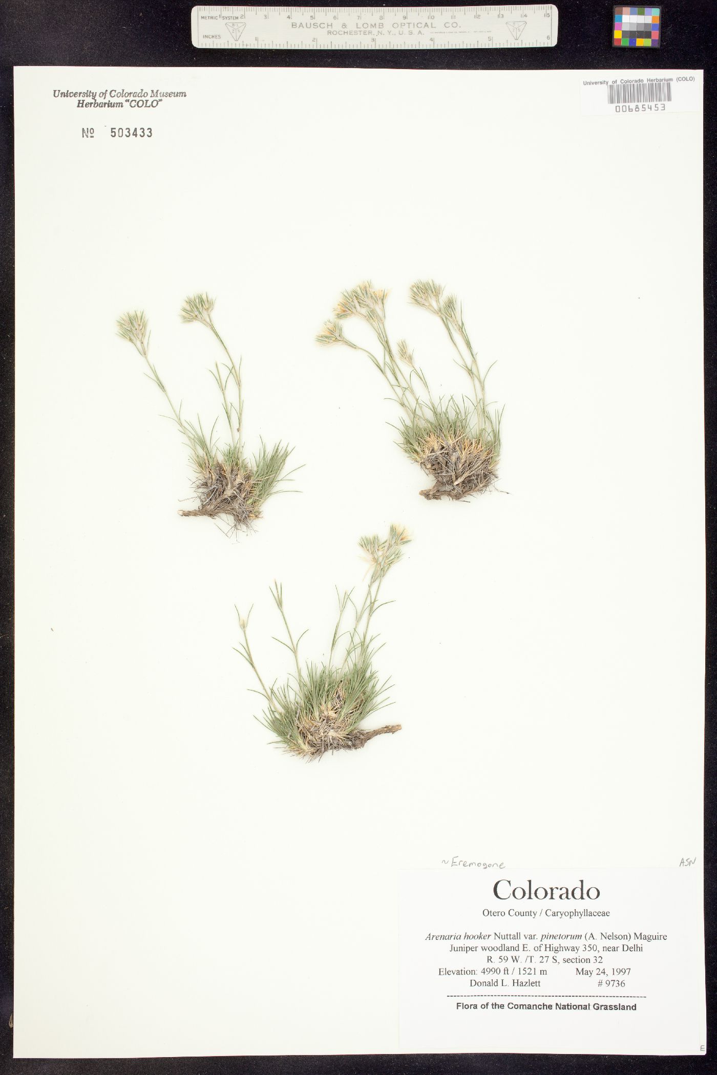 Eremogone hookeri image