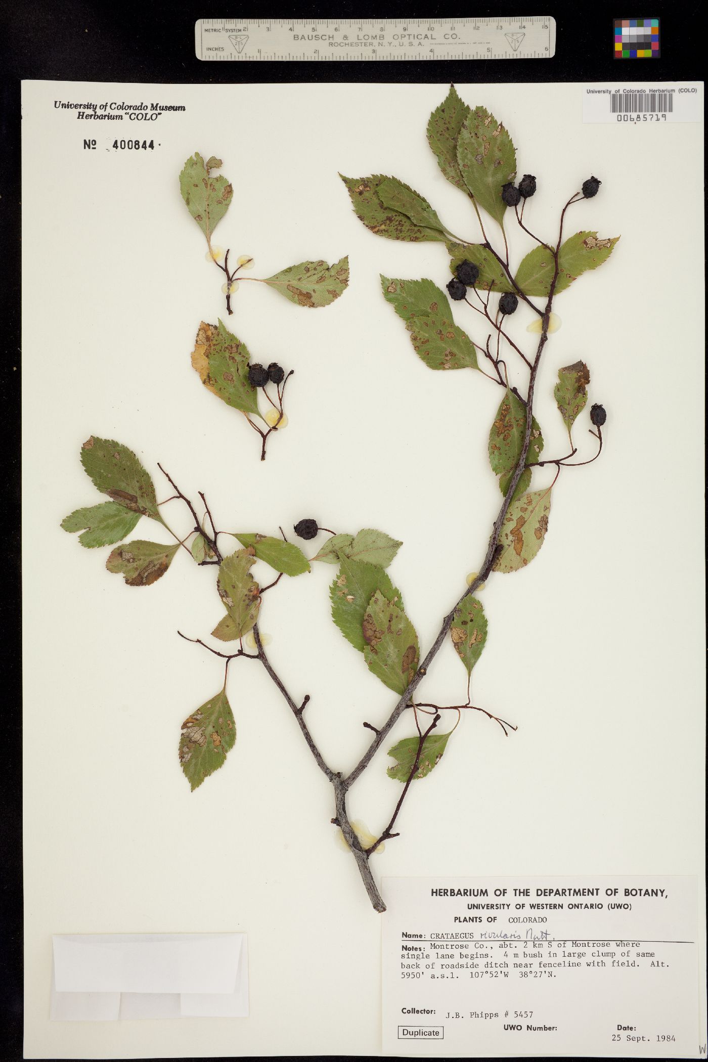 Crataegus image