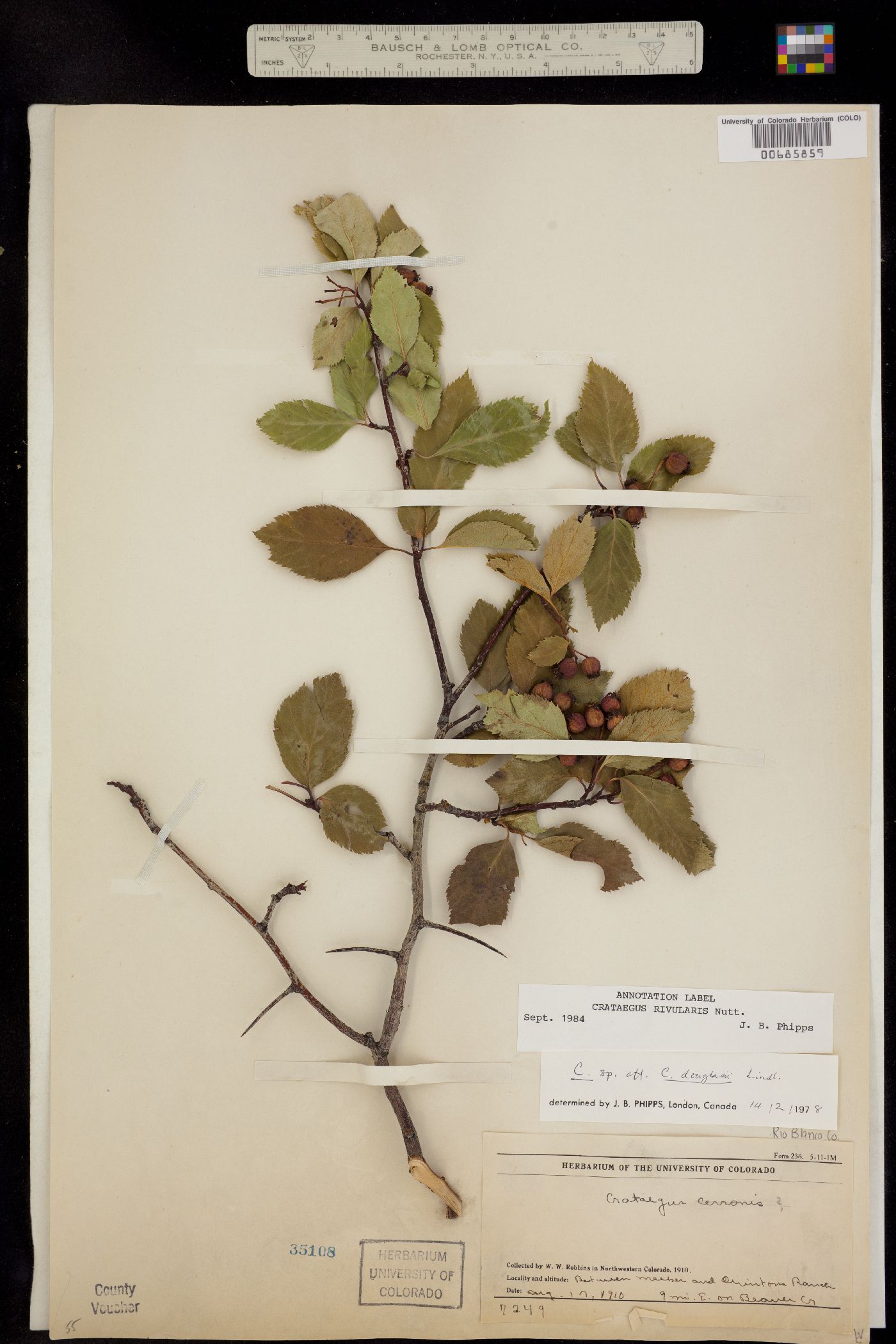 Crataegus rivularis image