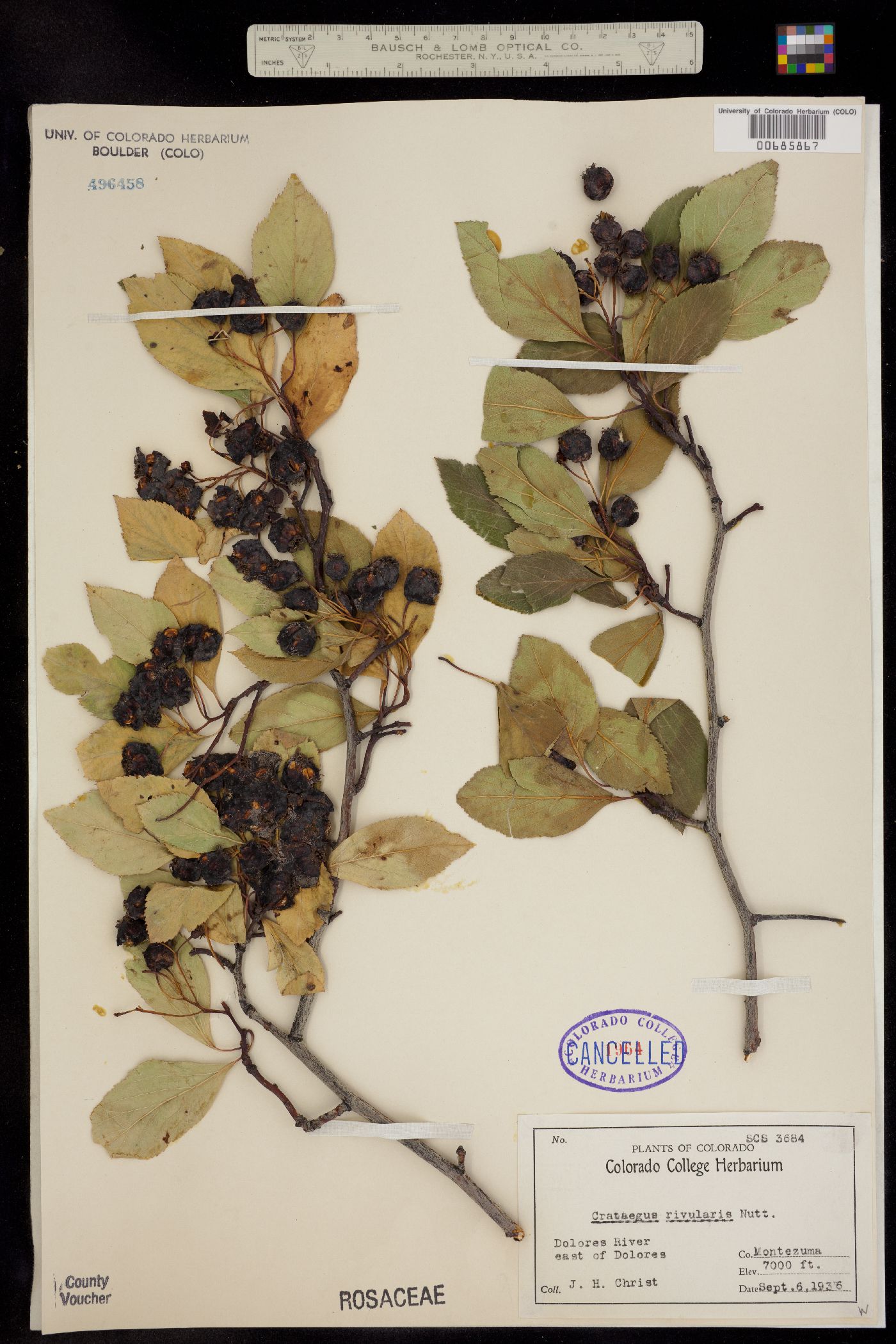 Crataegus rivularis image