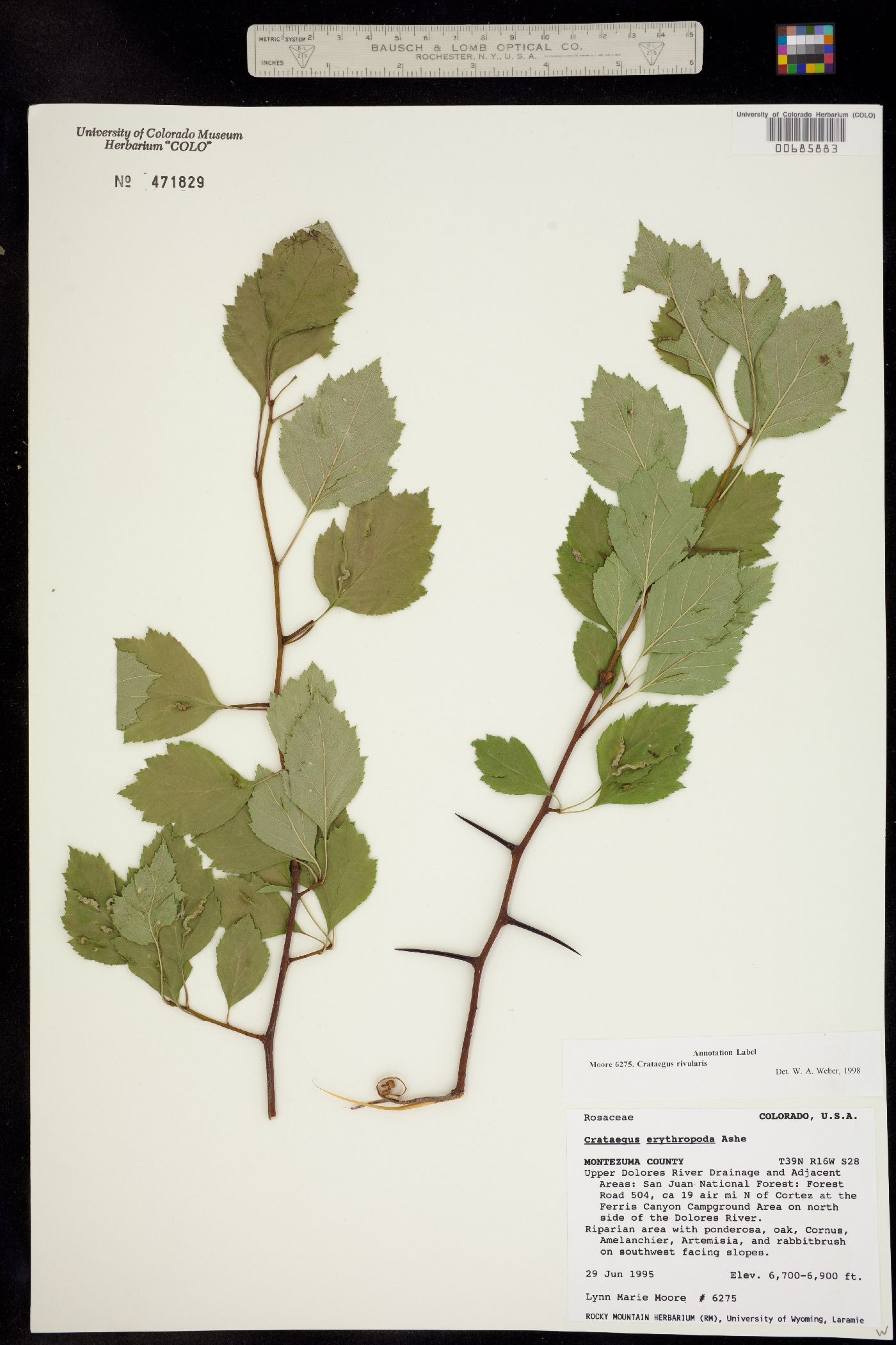 Crataegus rivularis image