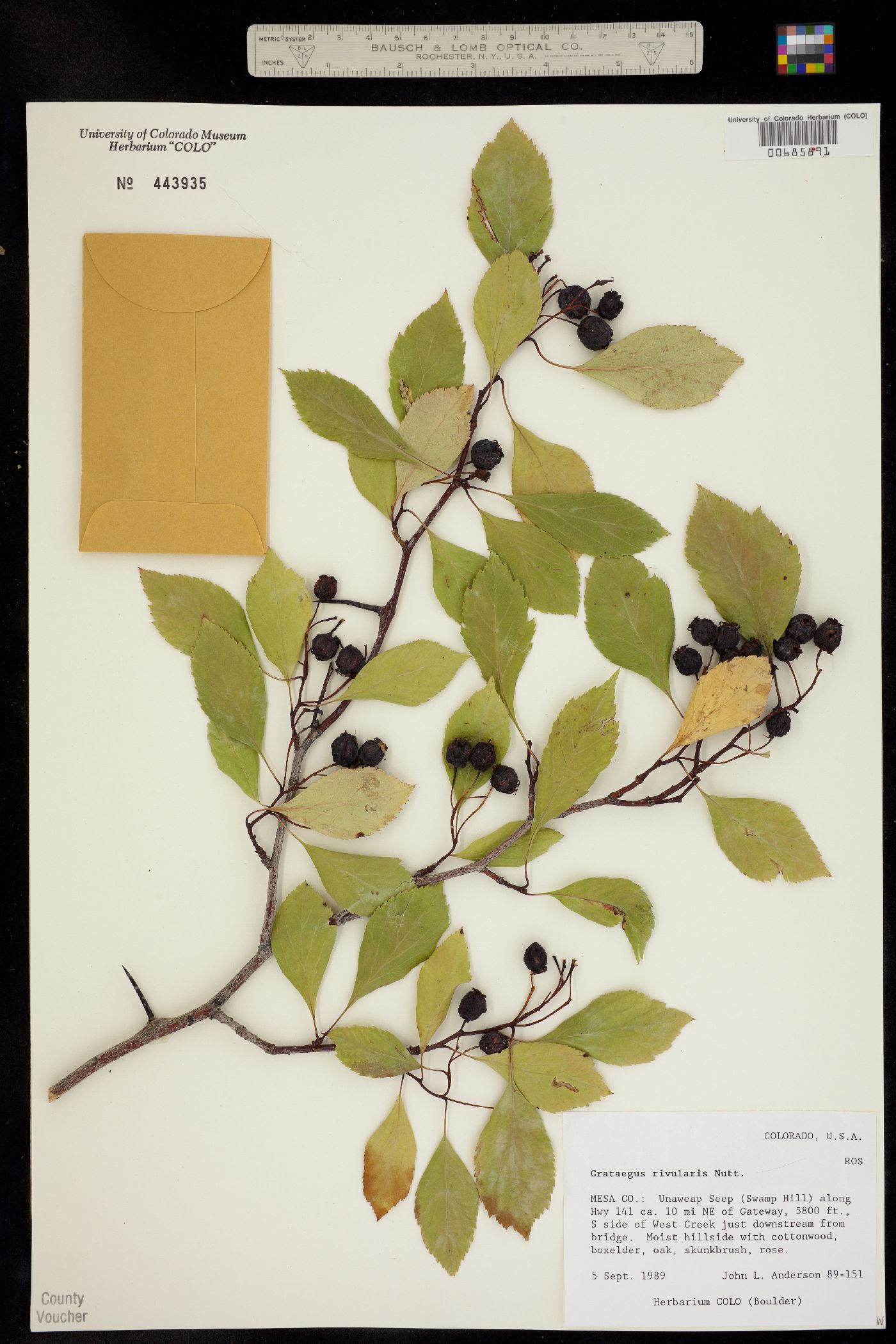 Crataegus rivularis image