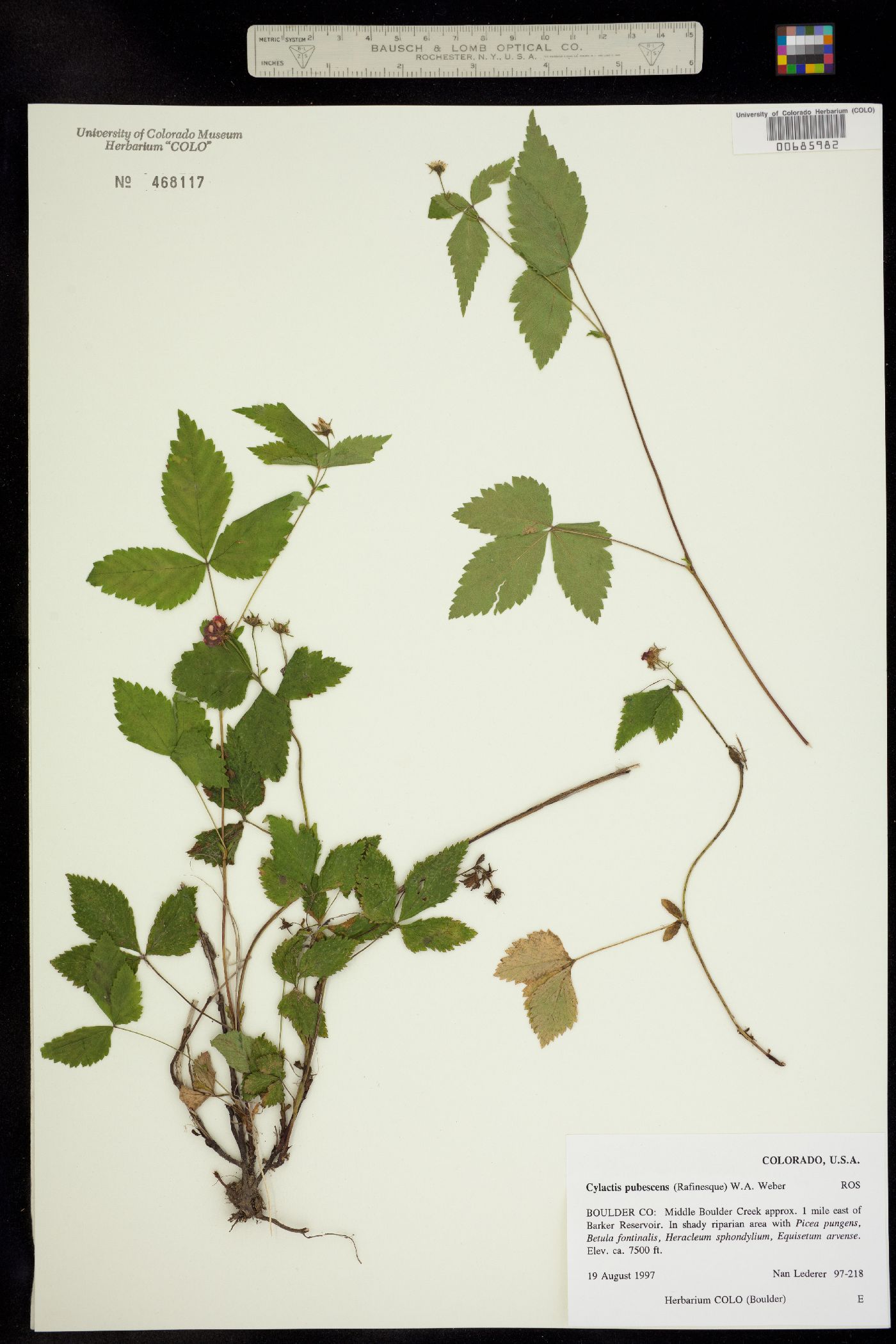Rubus pubescens var. pubescens image