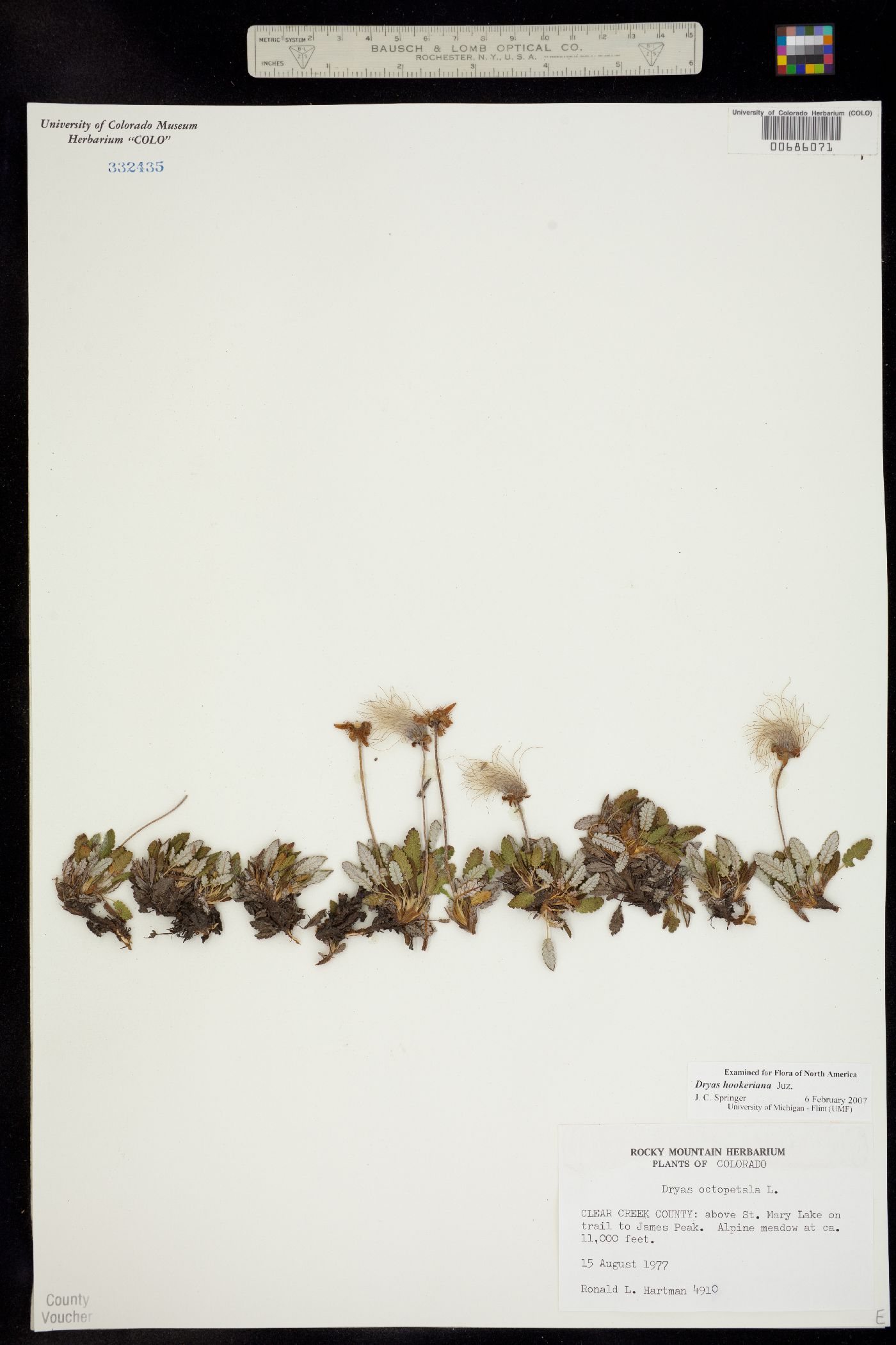 Dryas hookeriana image
