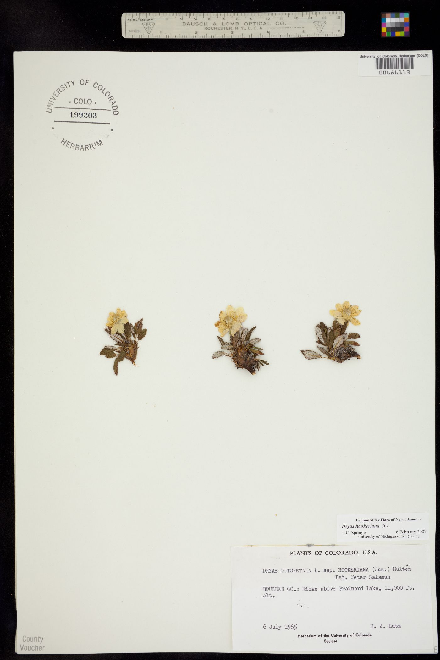 Dryas hookeriana image