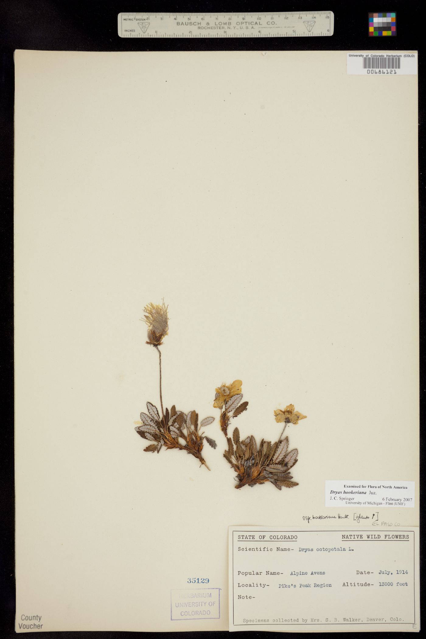 Dryas hookeriana image