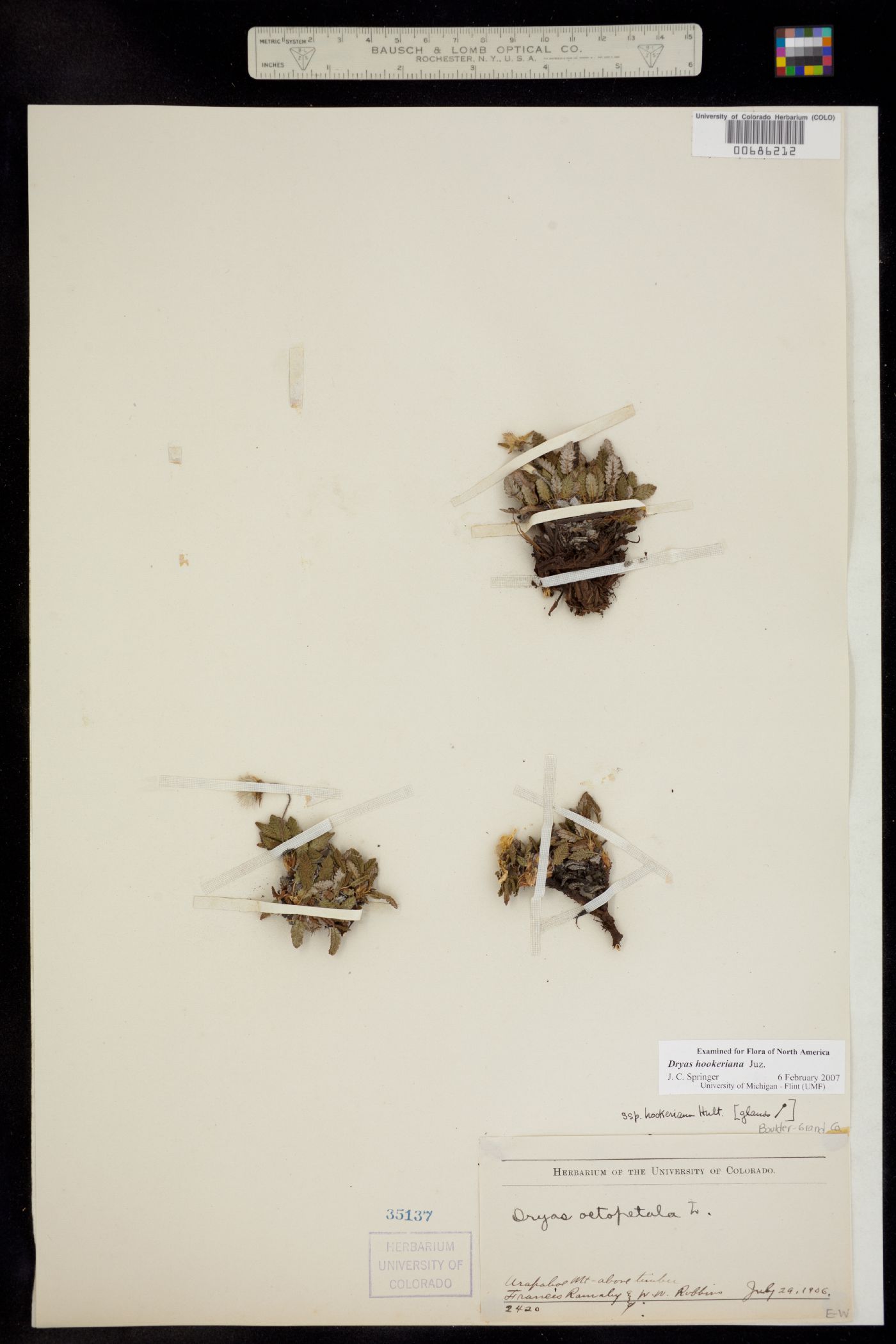 Dryas hookeriana image