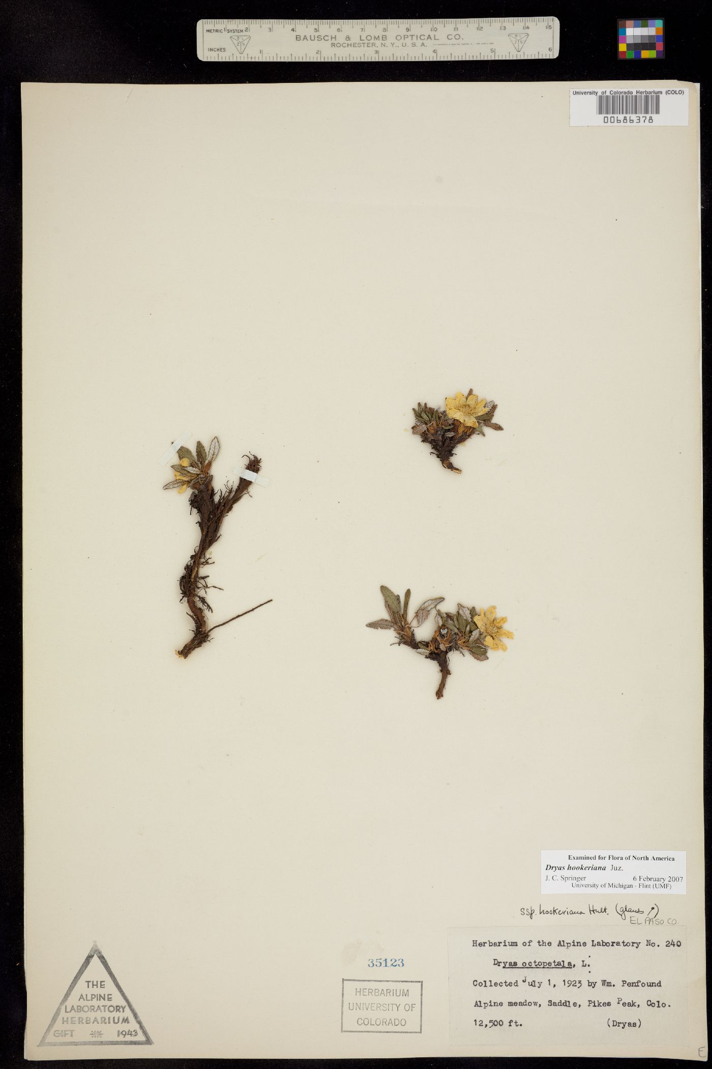 Dryas octopetala image