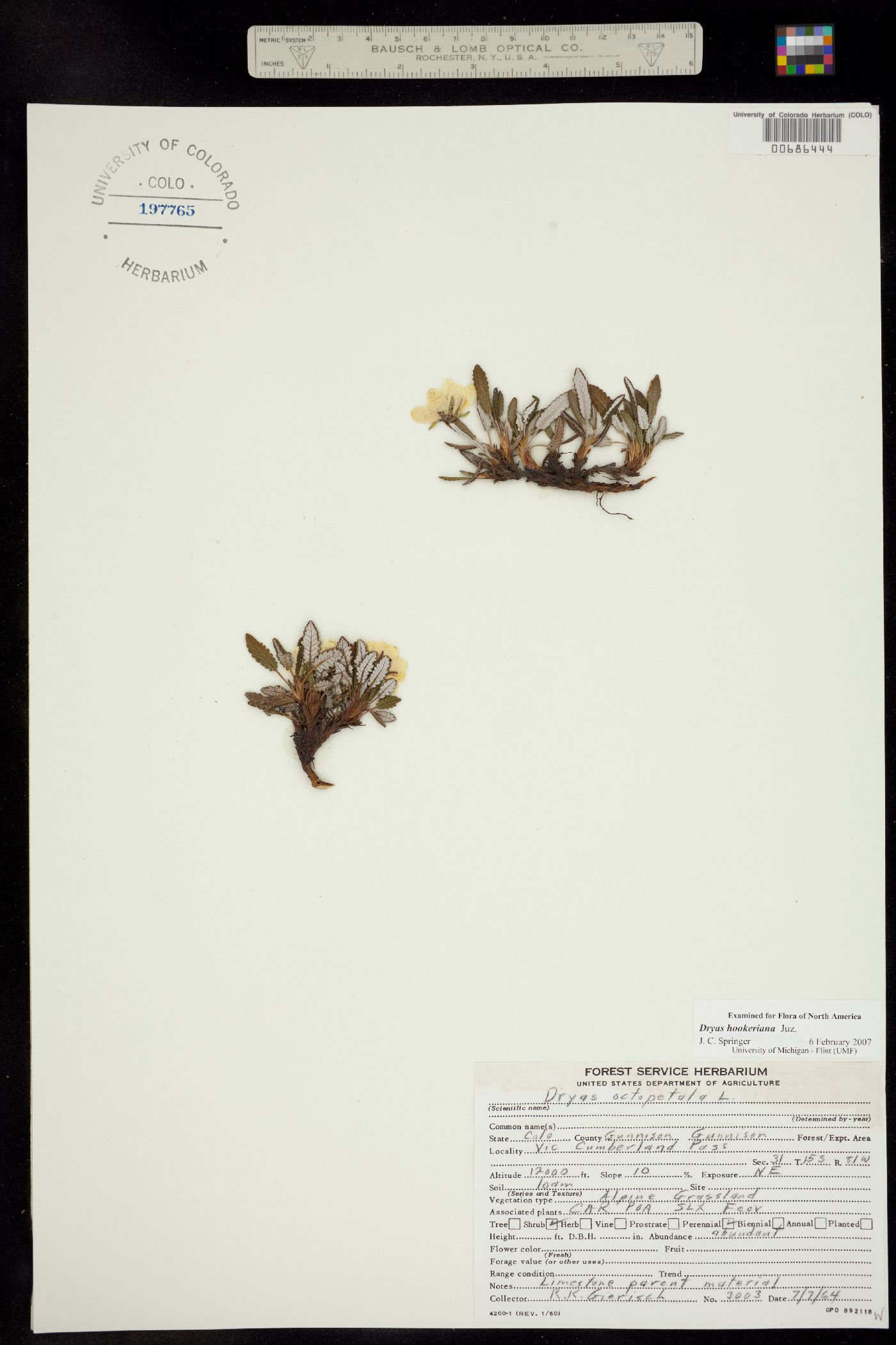 Dryas octopetala image