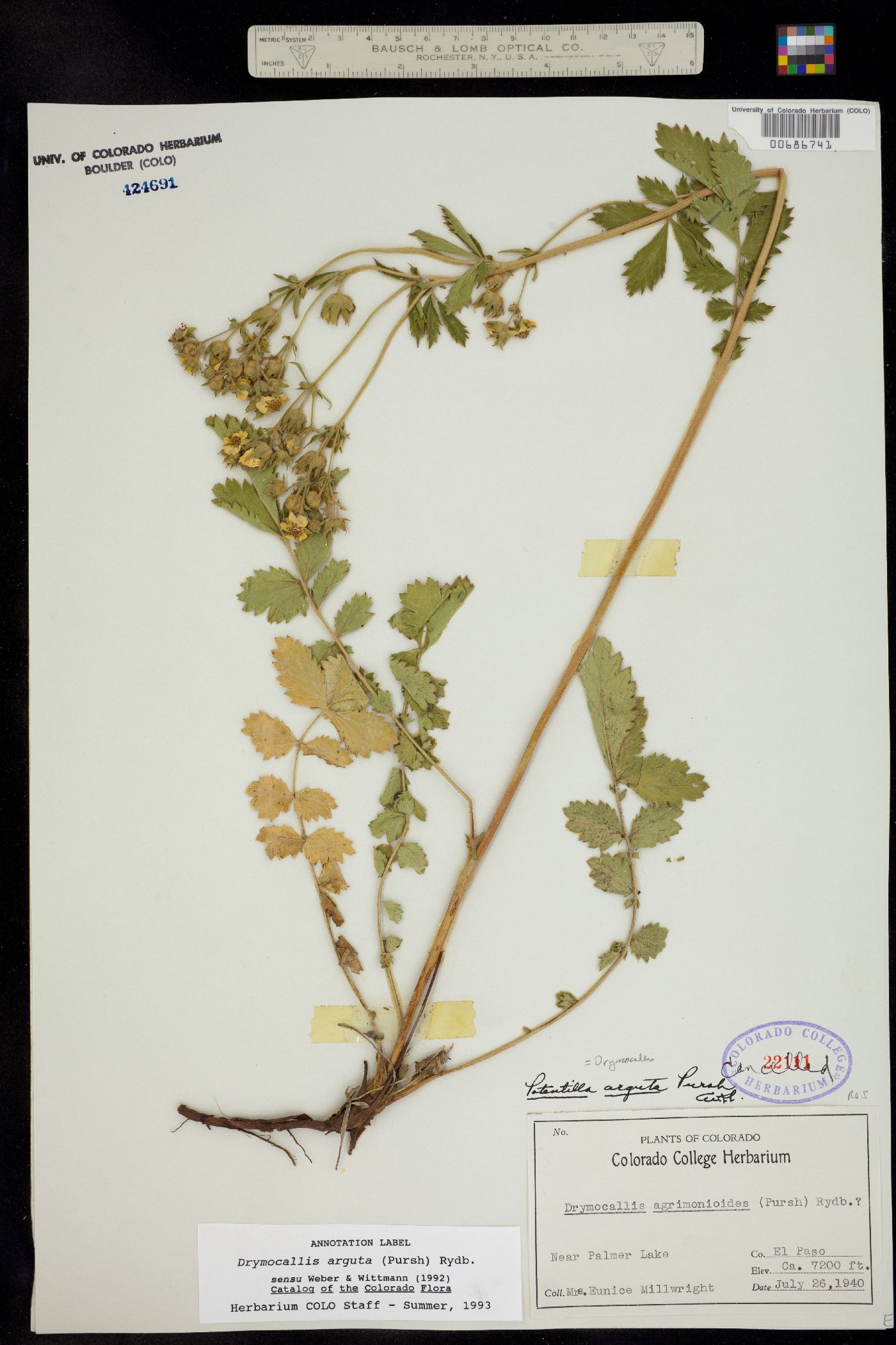 Drymocallis arguta image