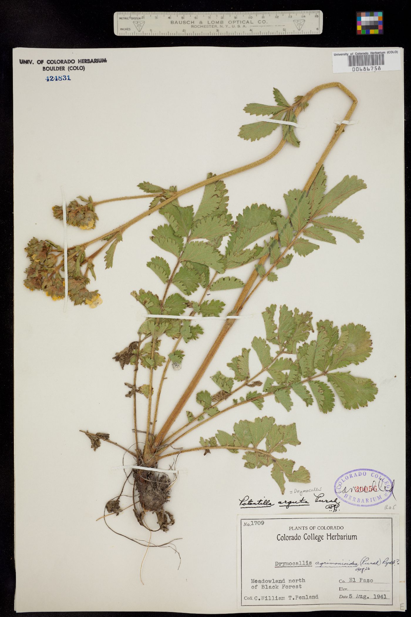 Drymocallis arguta image