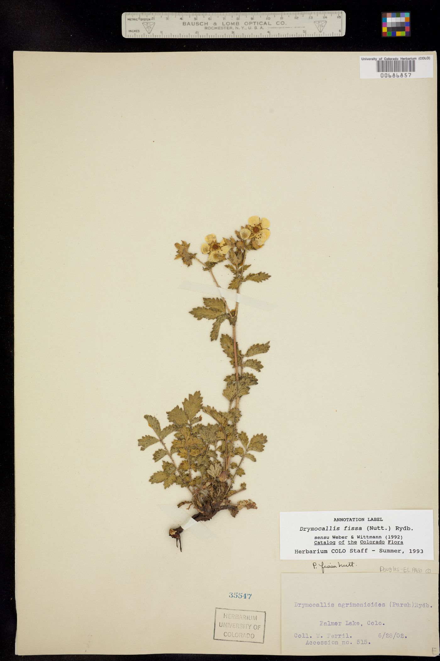 Drymocallis fissa image