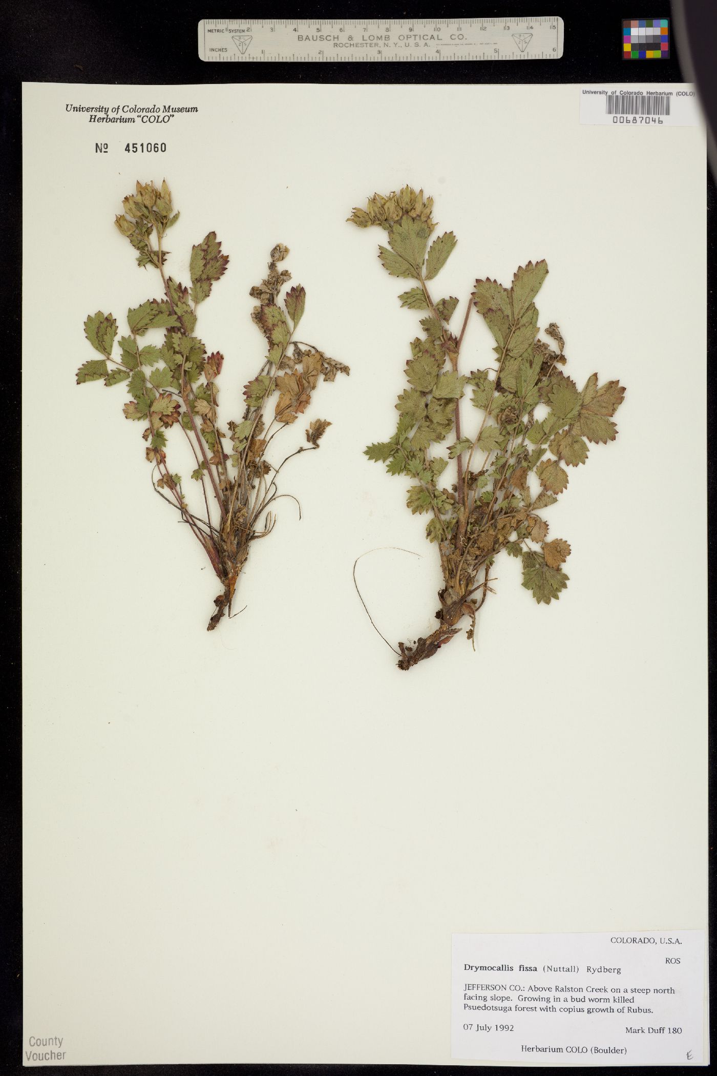 Drymocallis image