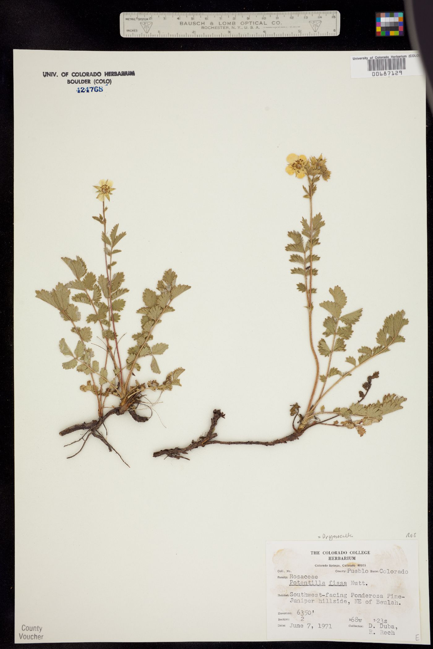 Drymocallis fissa image