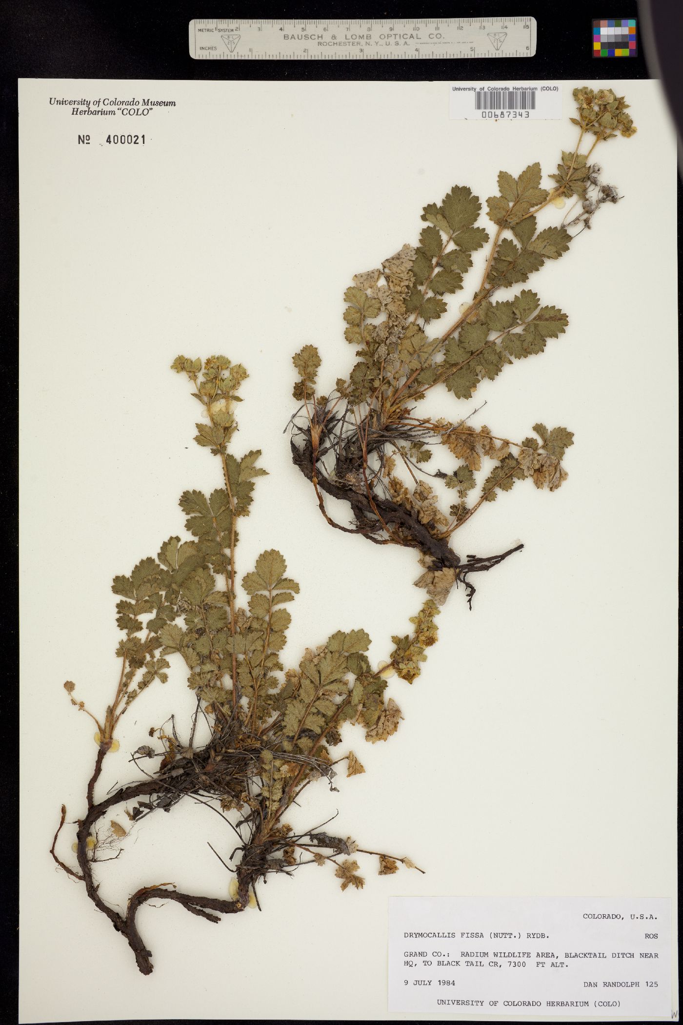 Drymocallis fissa image