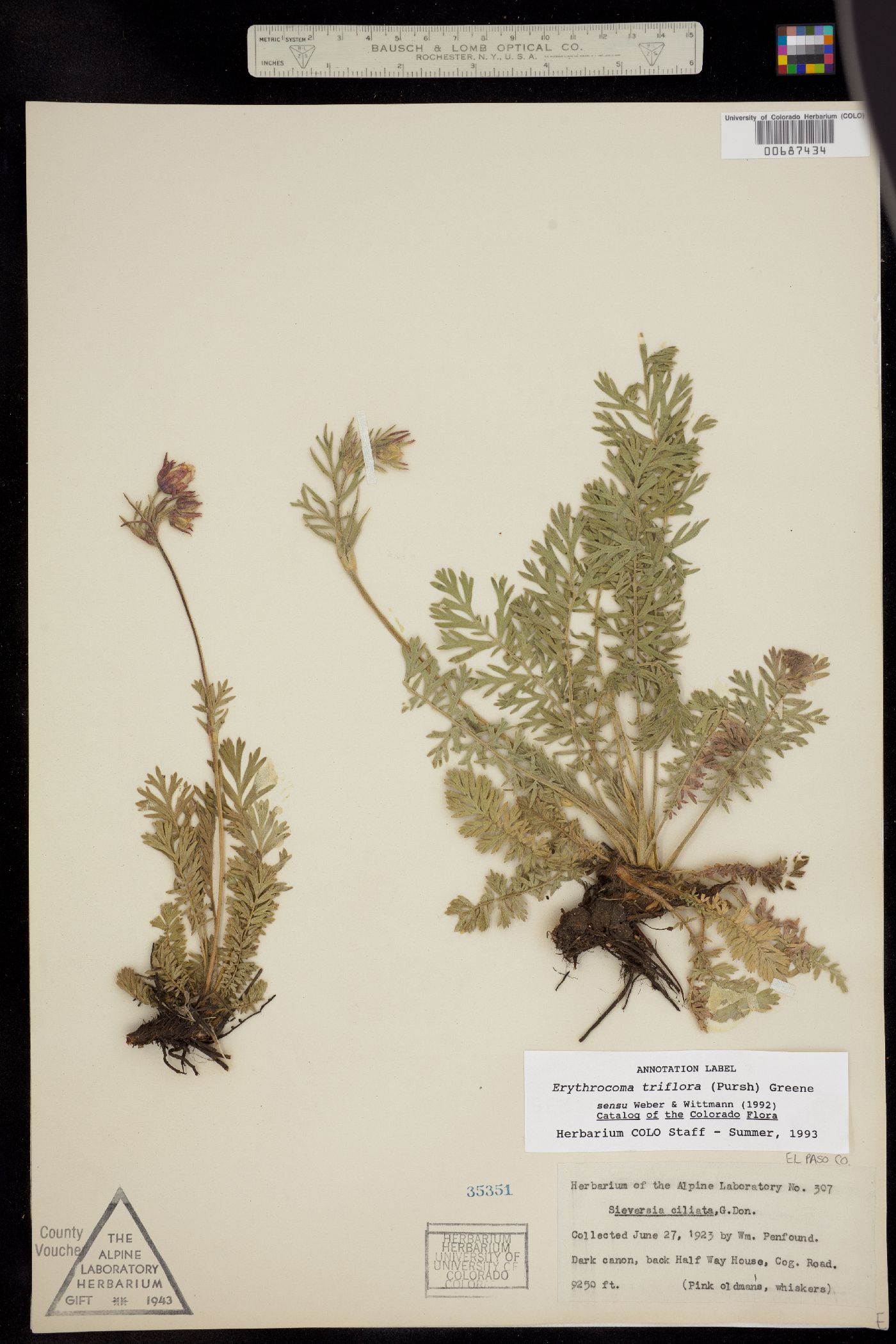 Geum triflorum var. triflorum image