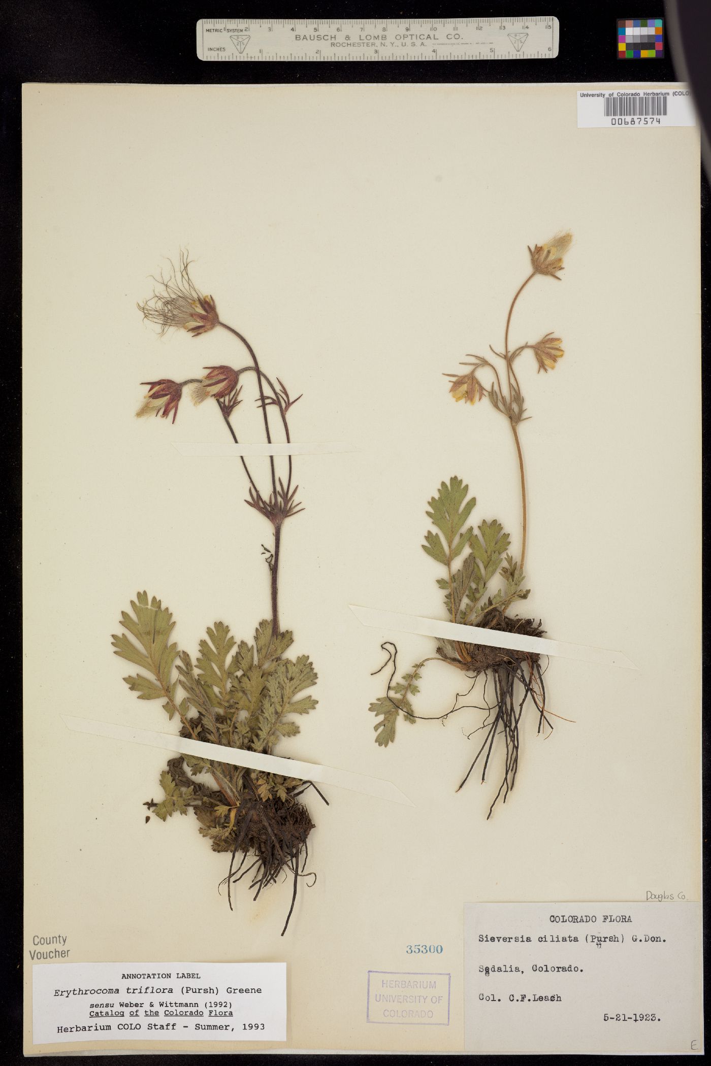 Geum triflorum image