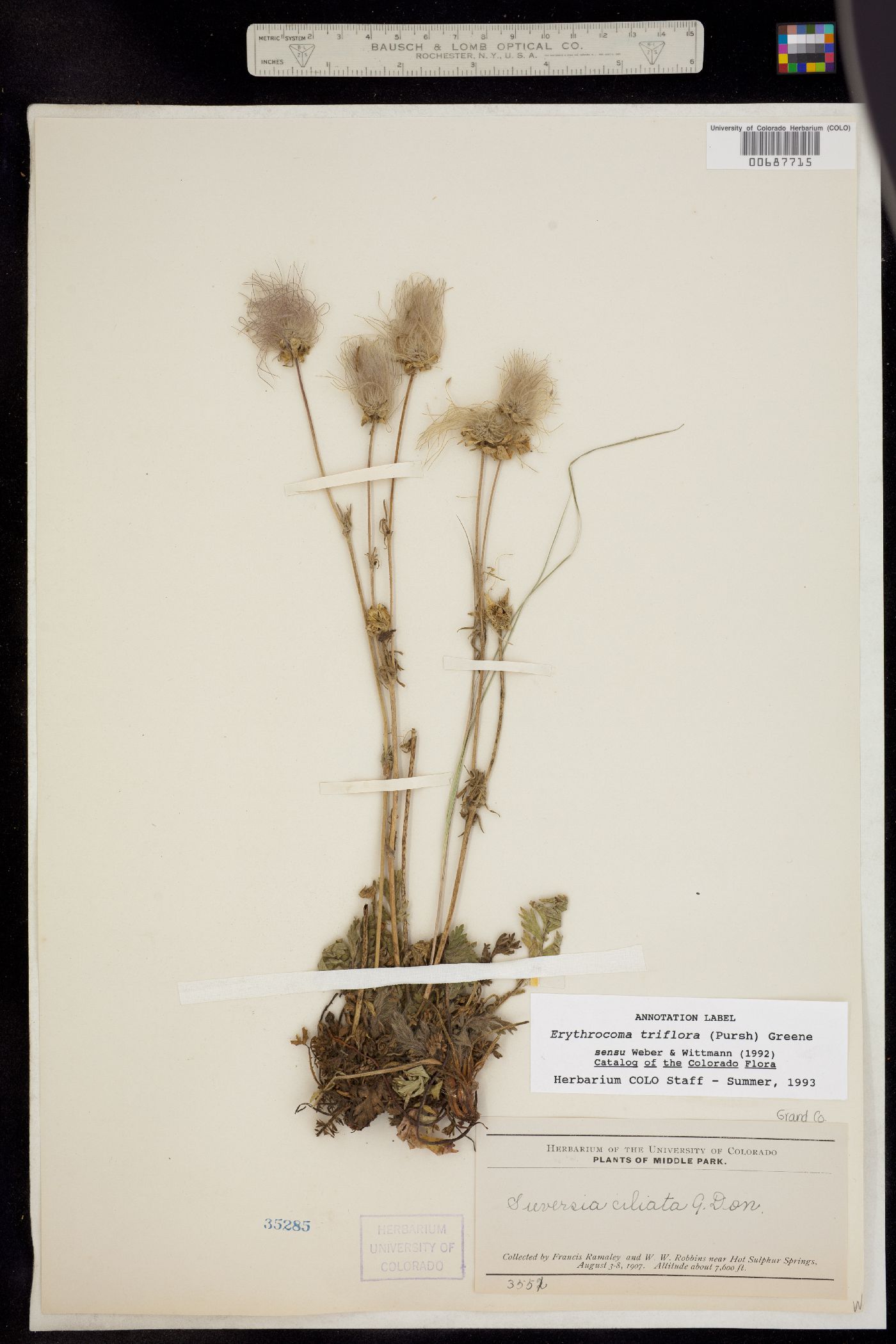Geum triflorum var. triflorum image