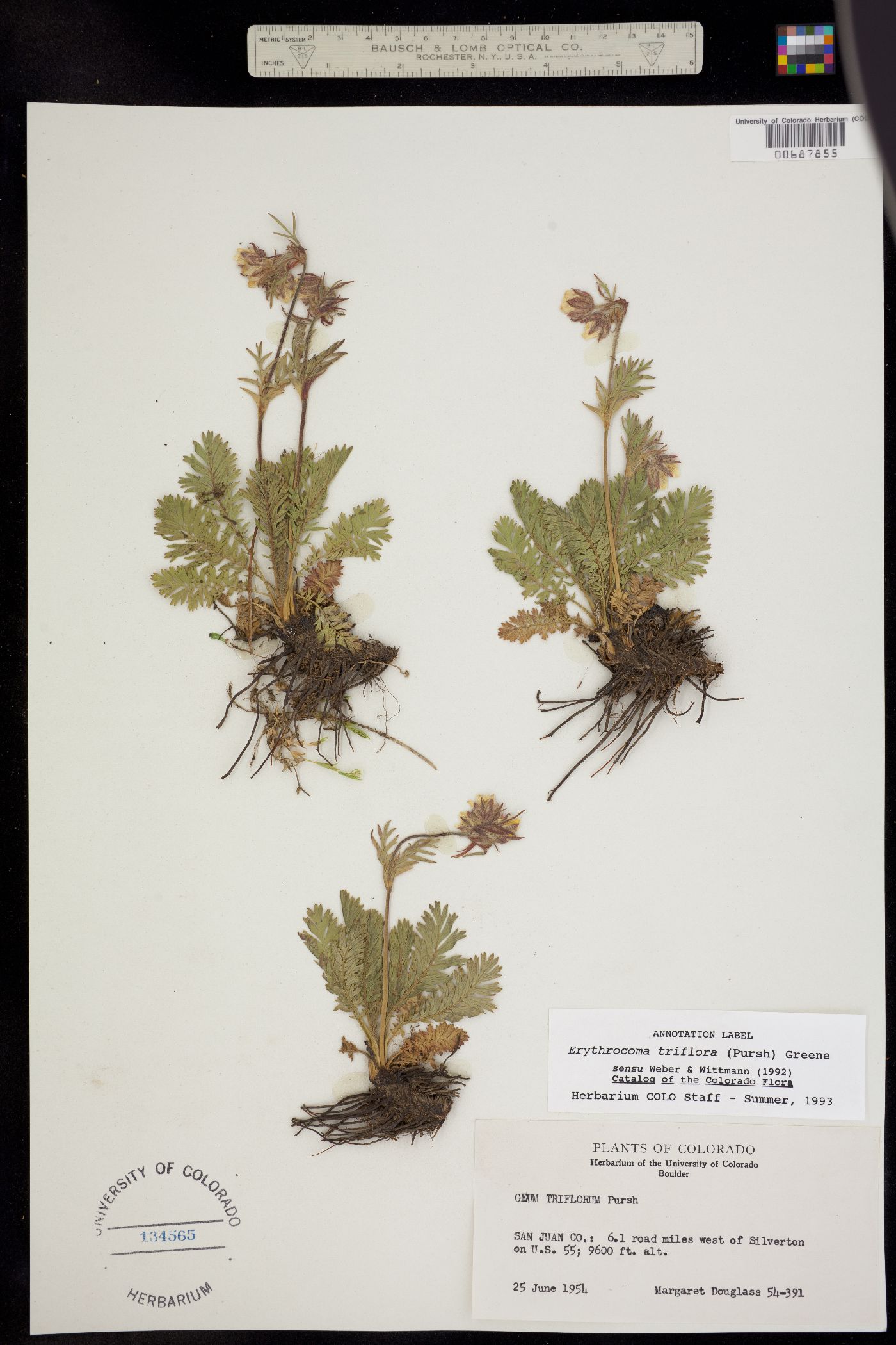 Erythrocoma triflora image