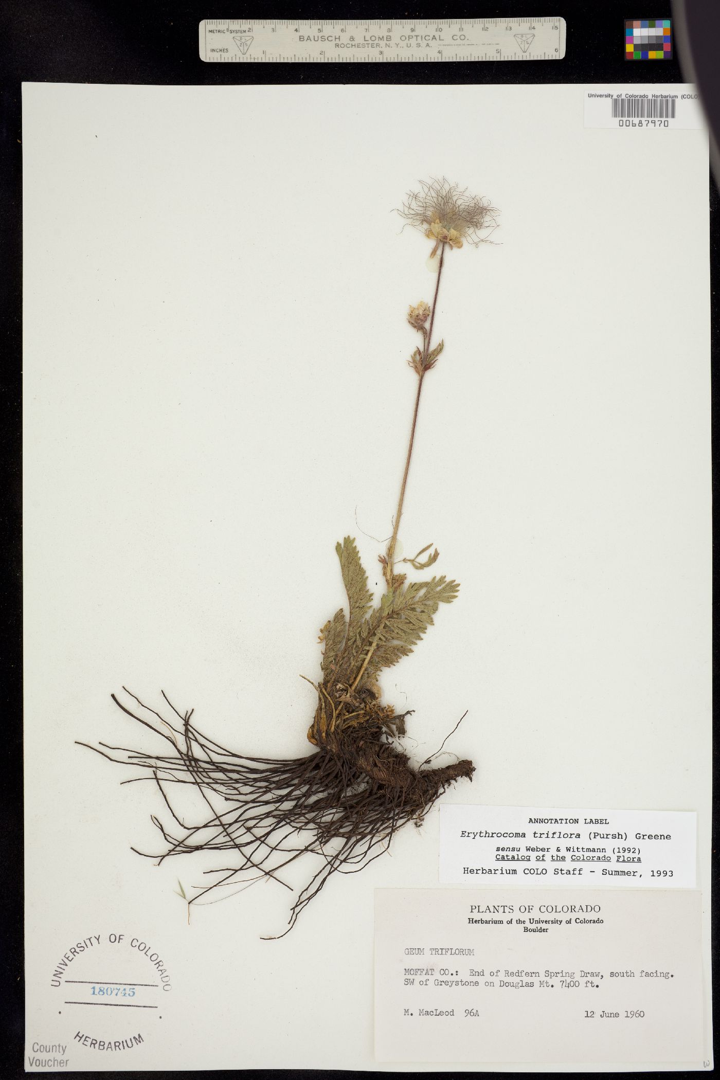 Geum triflorum var. triflorum image