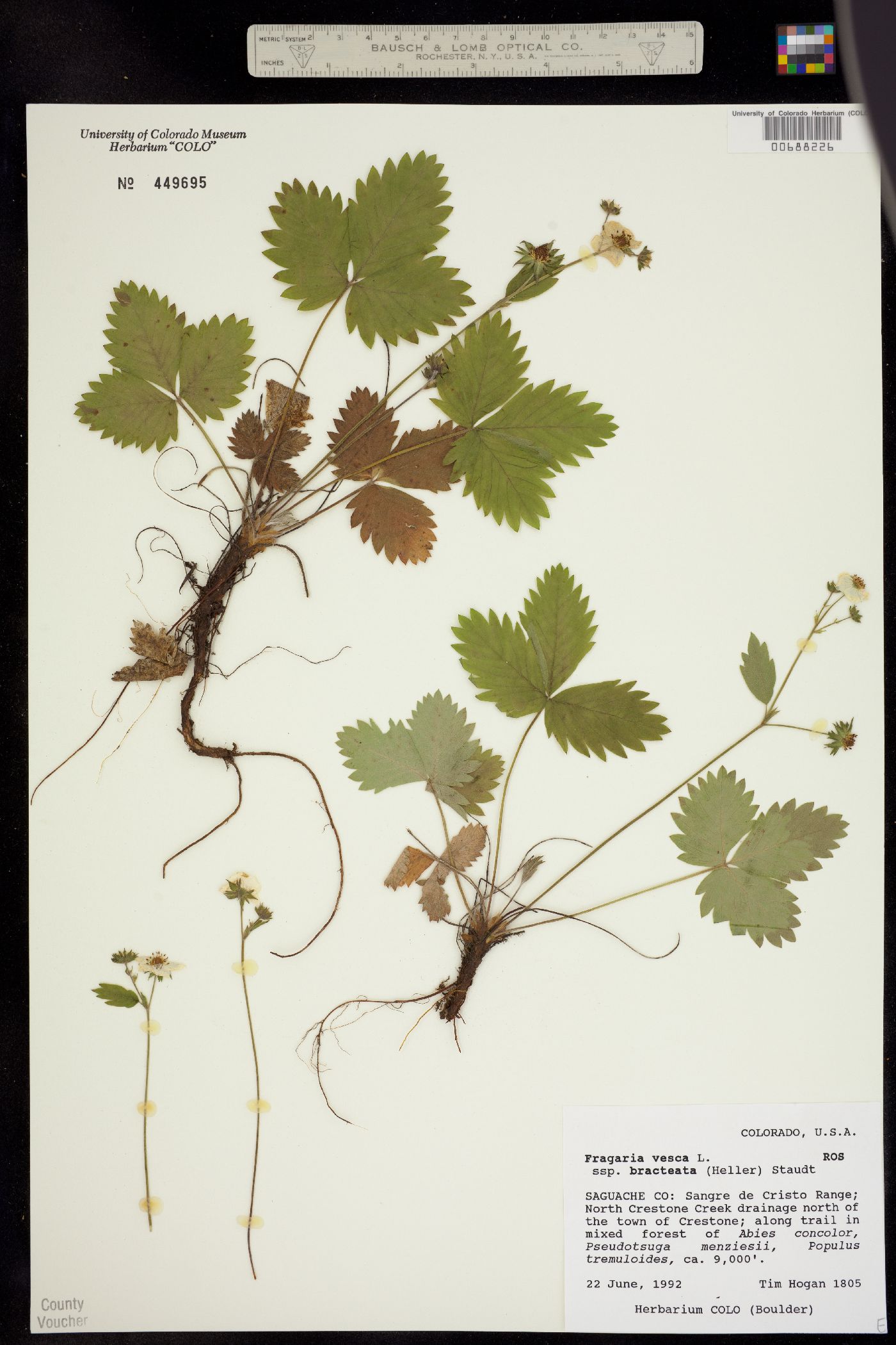 Fragaria vesca ssp. bracteata image