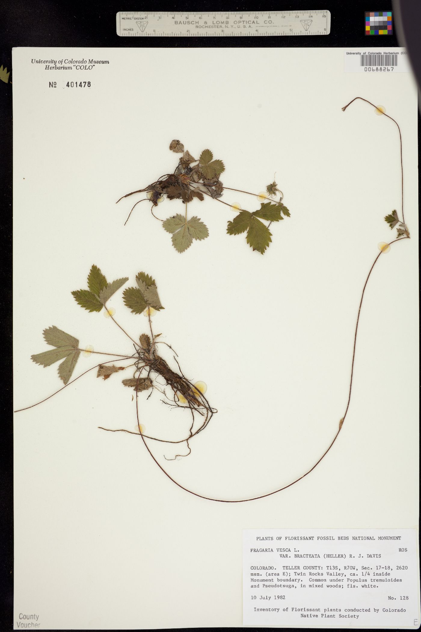 Fragaria vesca ssp. bracteata image