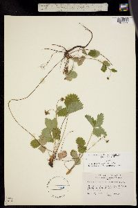 Fragaria vesca ssp. bracteata image