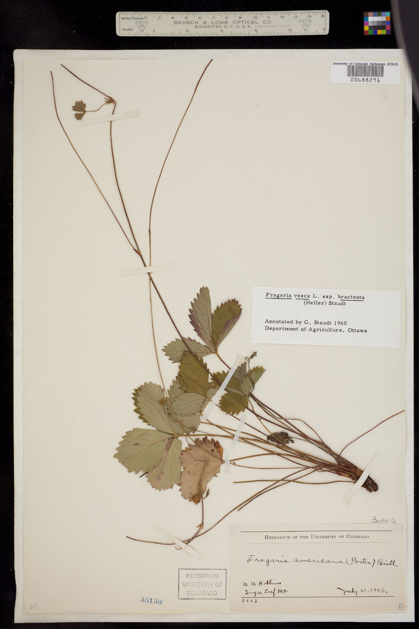 Fragaria vesca ssp. bracteata image