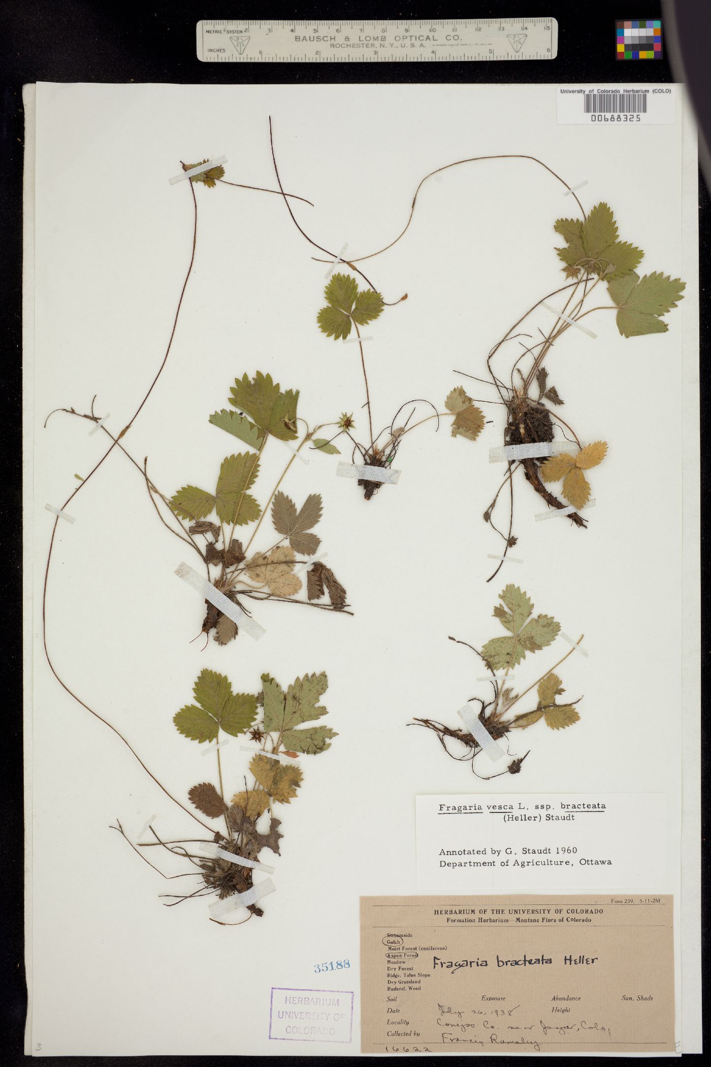 Fragaria vesca ssp. bracteata image
