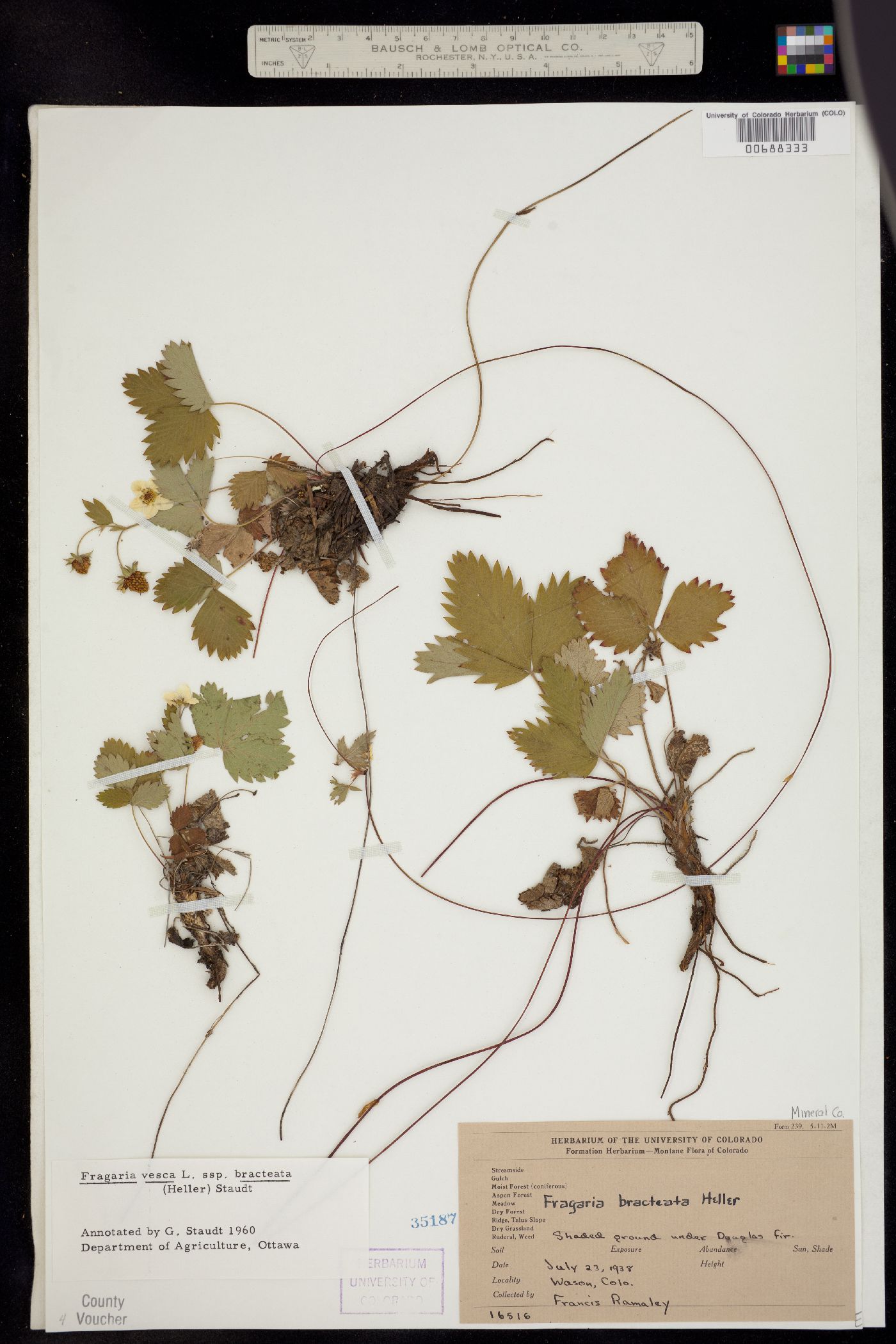 Fragaria vesca ssp. bracteata image