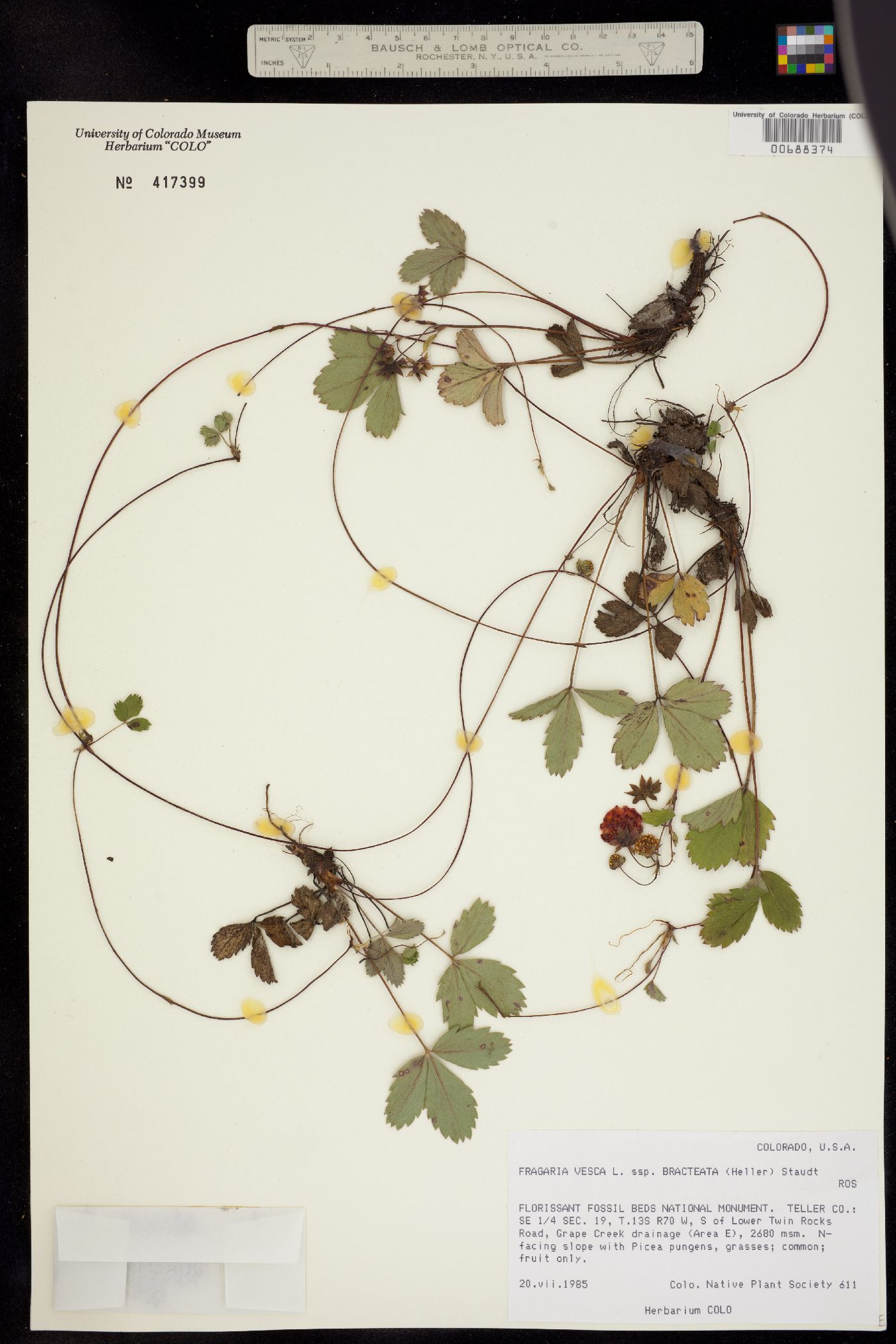 Fragaria vesca ssp. bracteata image