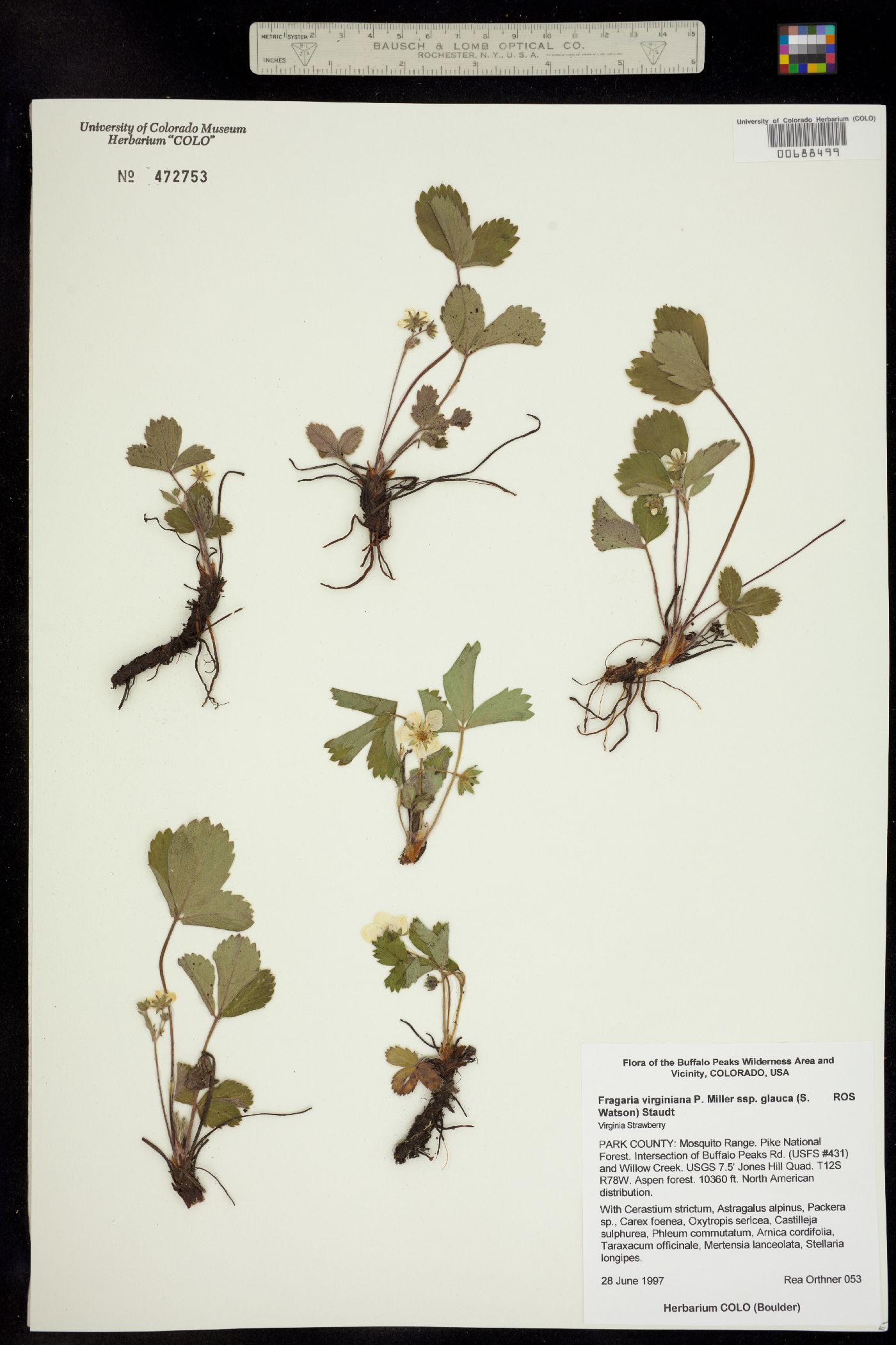Fragaria virginiana ssp. glauca image