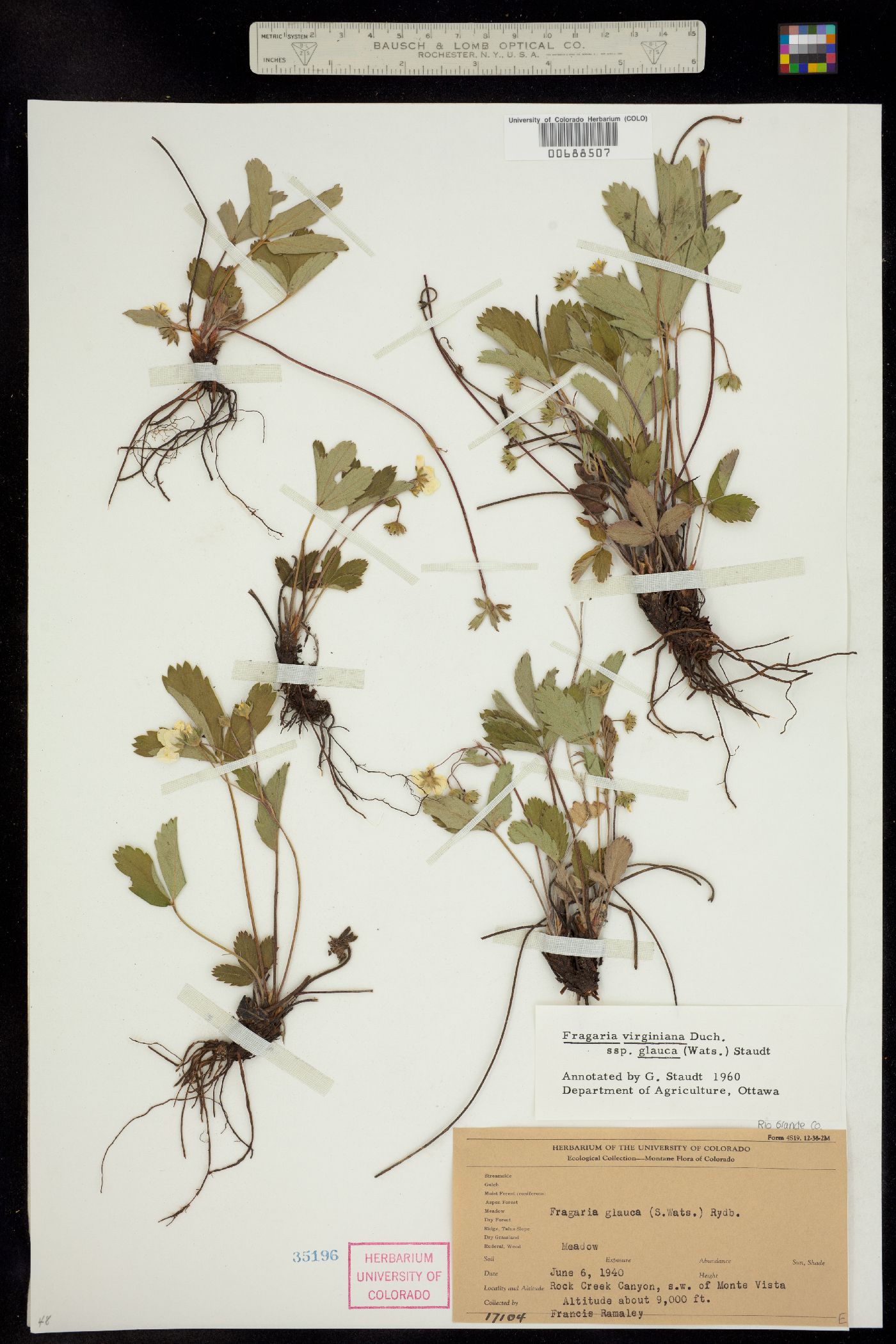 Fragaria virginiana ssp. glauca image