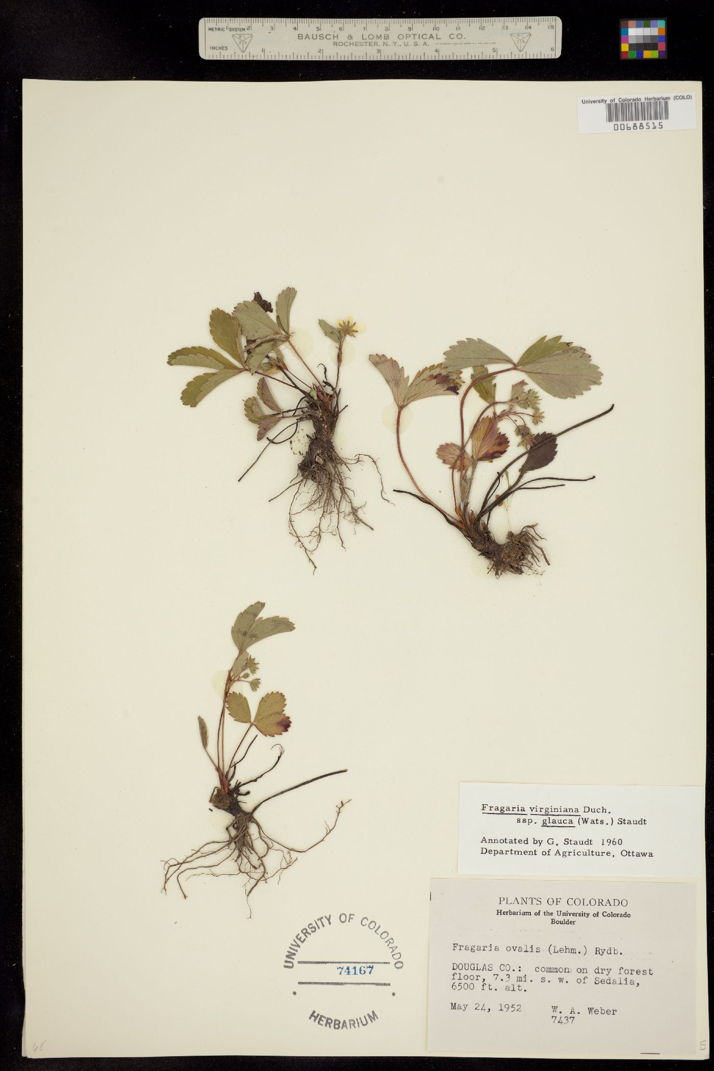 Fragaria virginiana ssp. glauca image