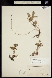 Fragaria virginiana ssp. glauca image