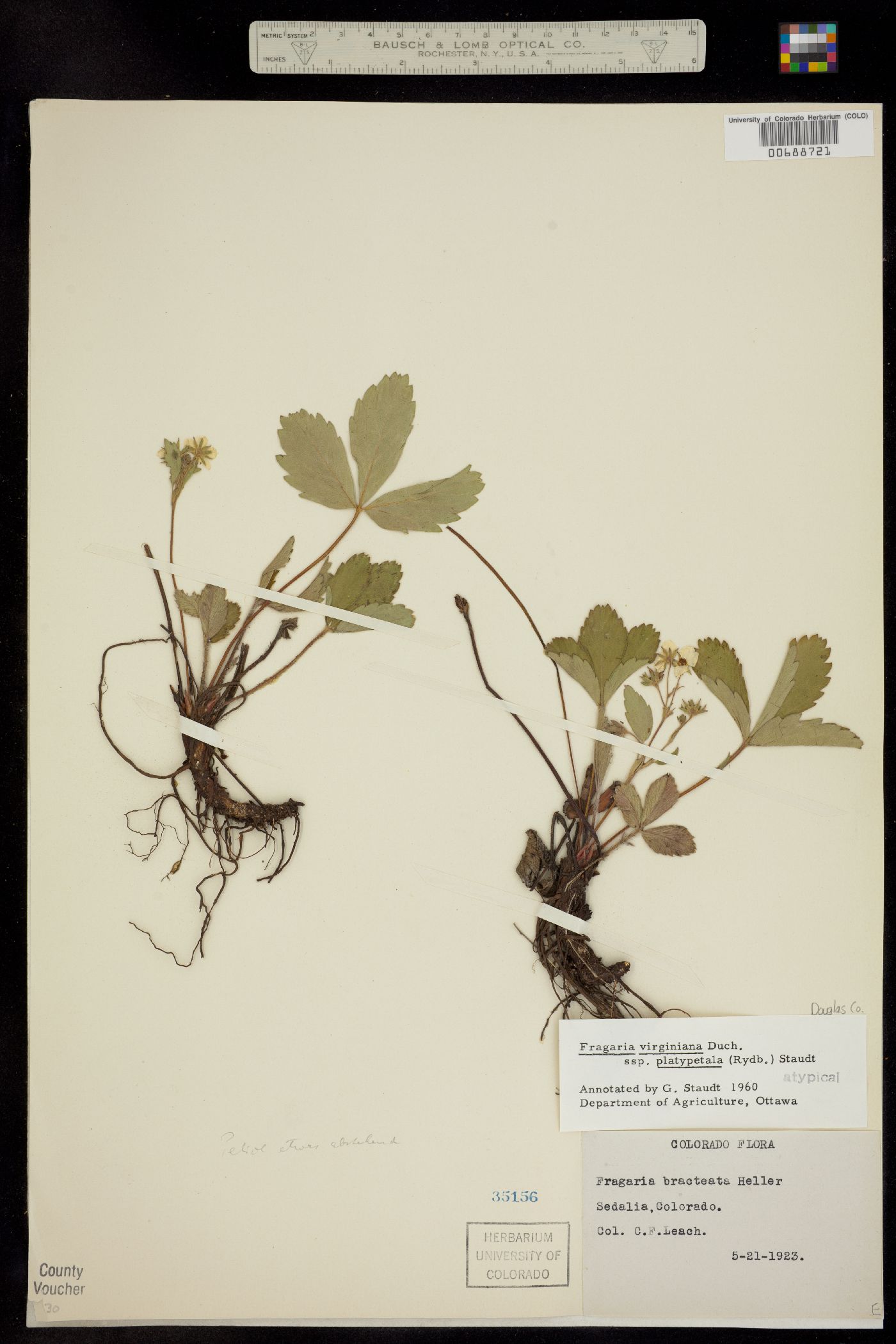 Fragaria virginiana ssp. glauca image
