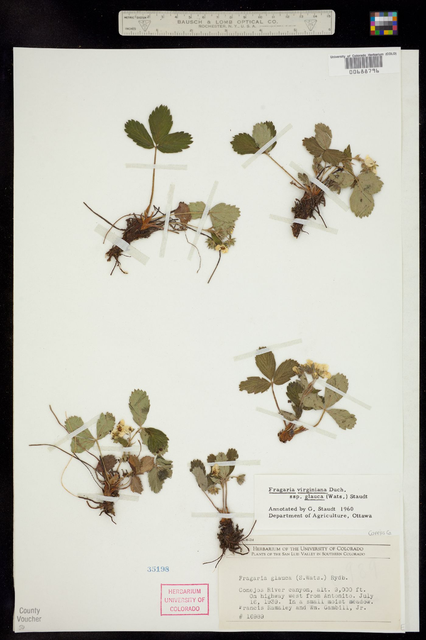 Fragaria virginiana ssp. glauca image