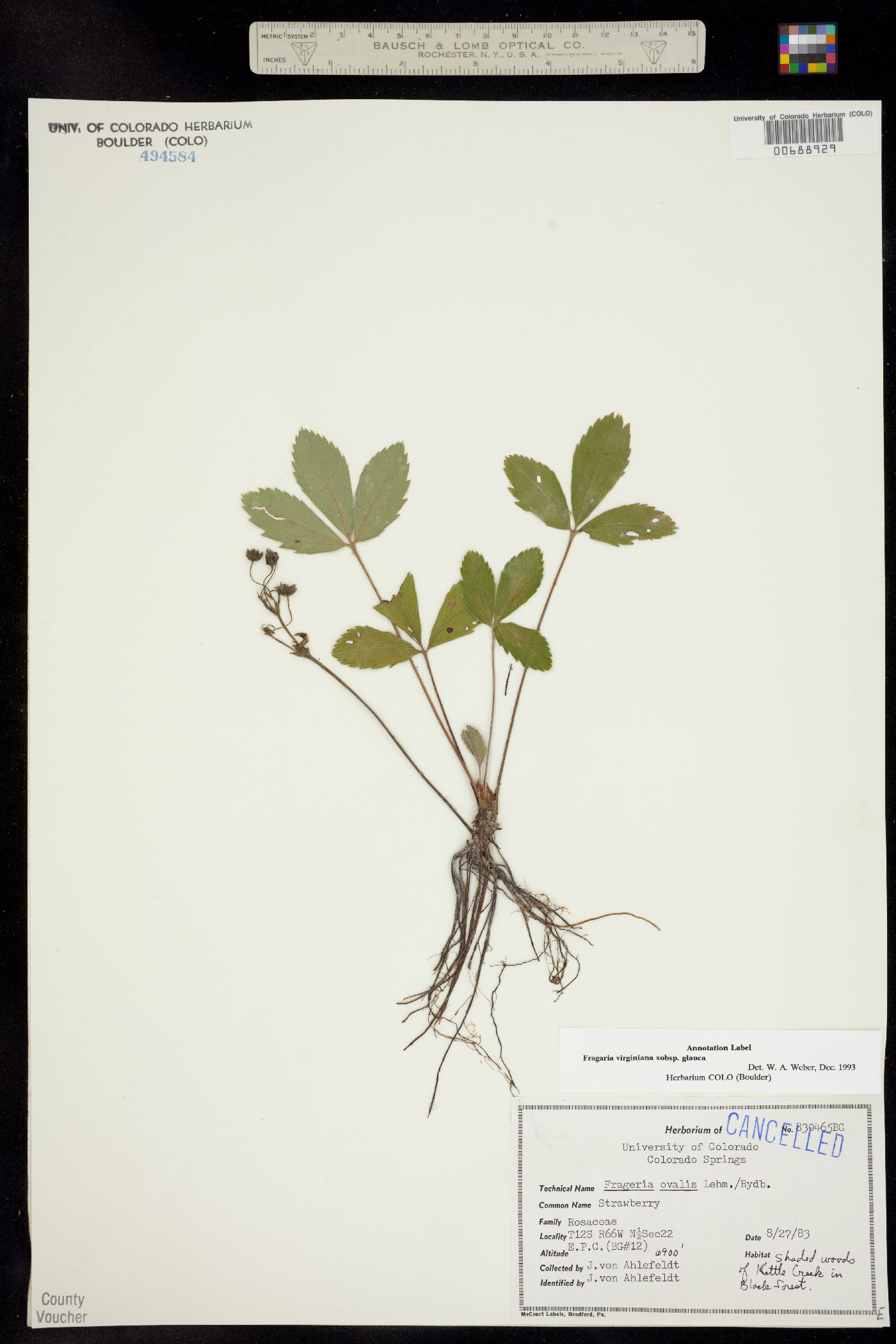 Fragaria virginiana ssp. glauca image