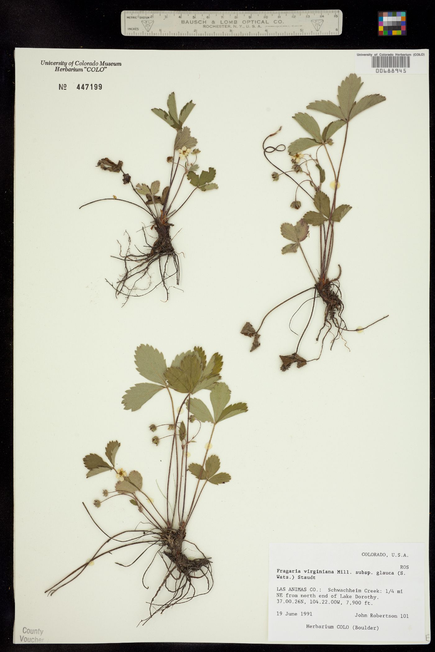 Fragaria virginiana ssp. glauca image