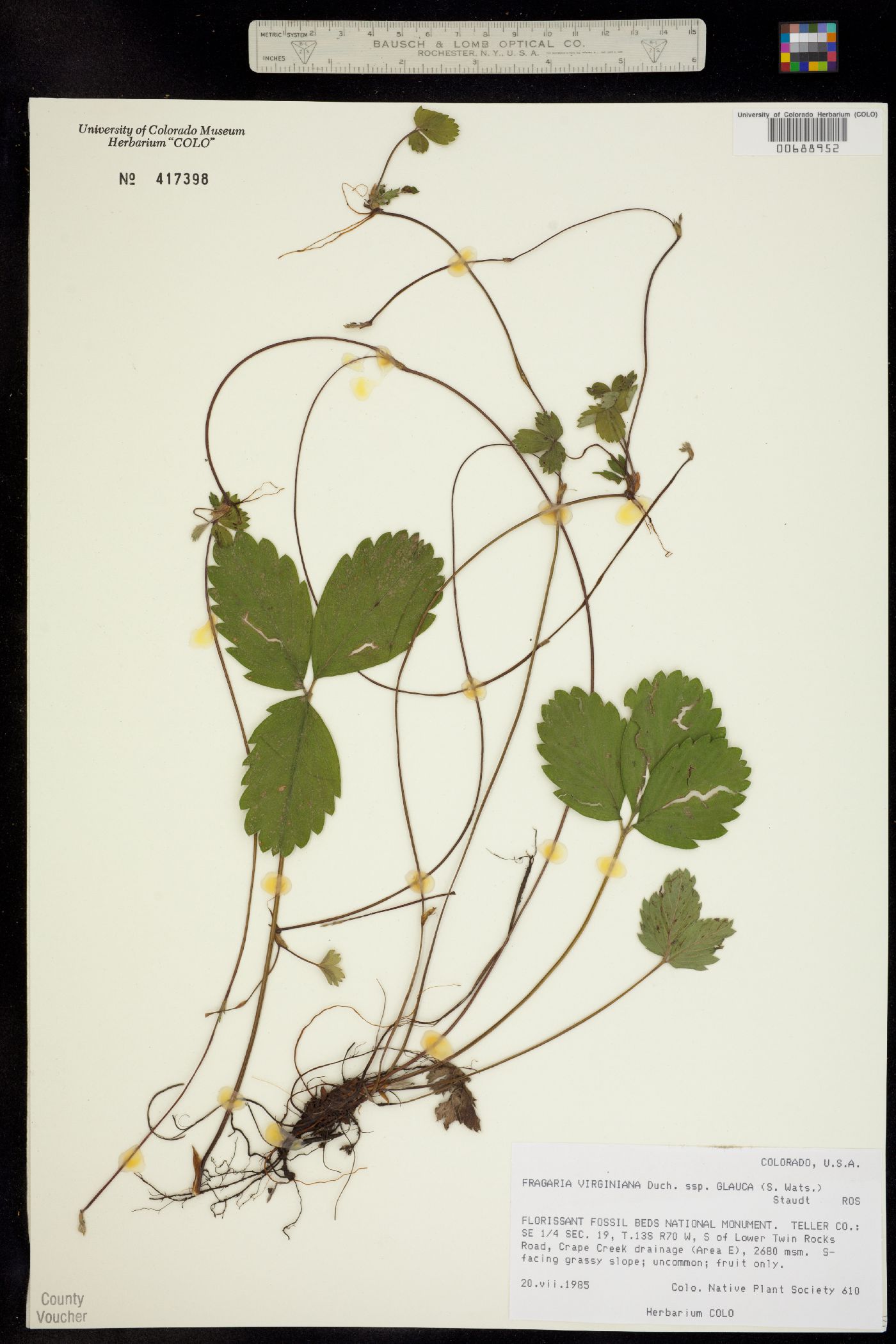 Fragaria virginiana ssp. glauca image