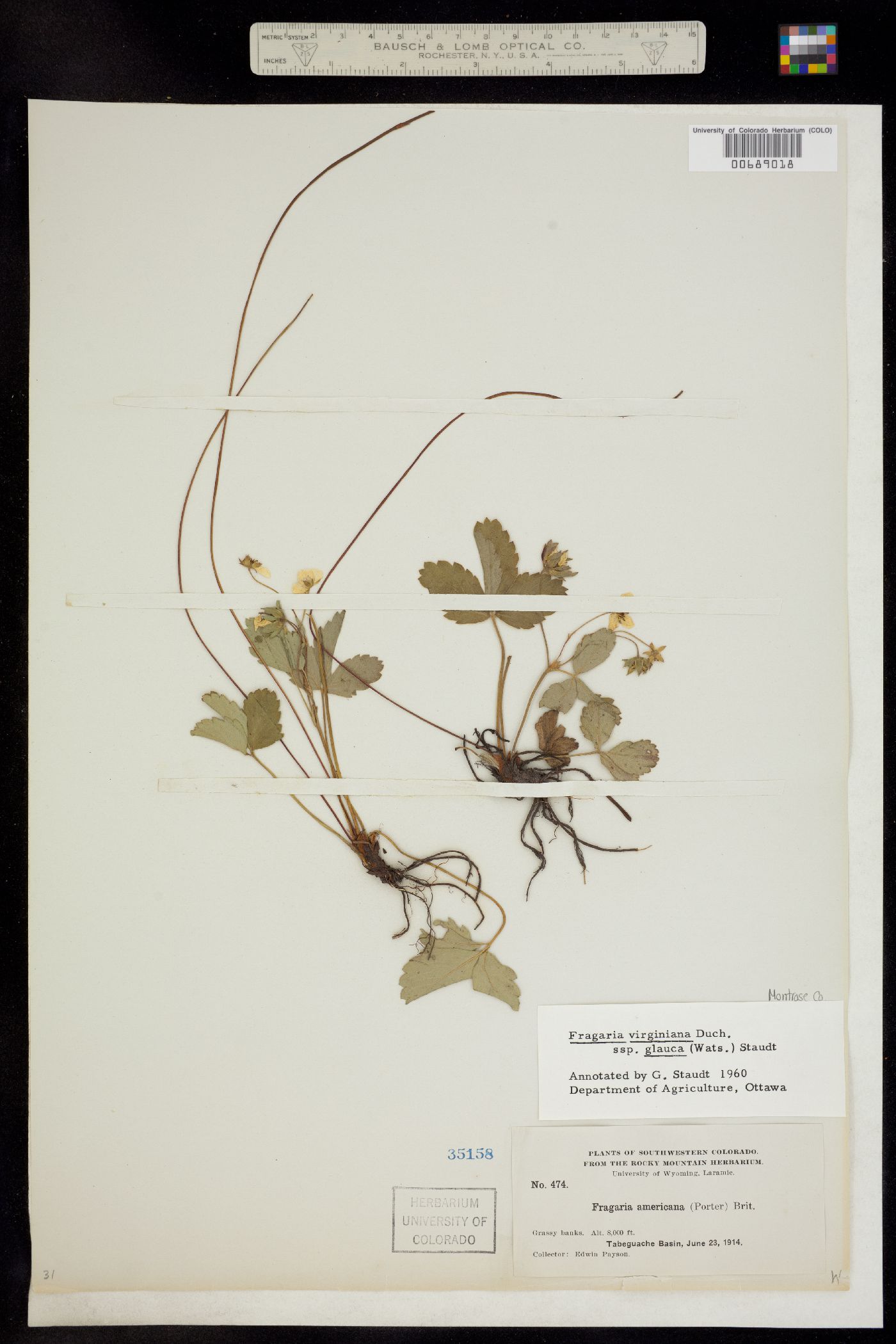 Fragaria virginiana ssp. glauca image