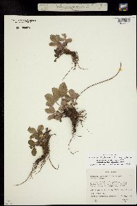 Fragaria virginiana ssp. glauca image