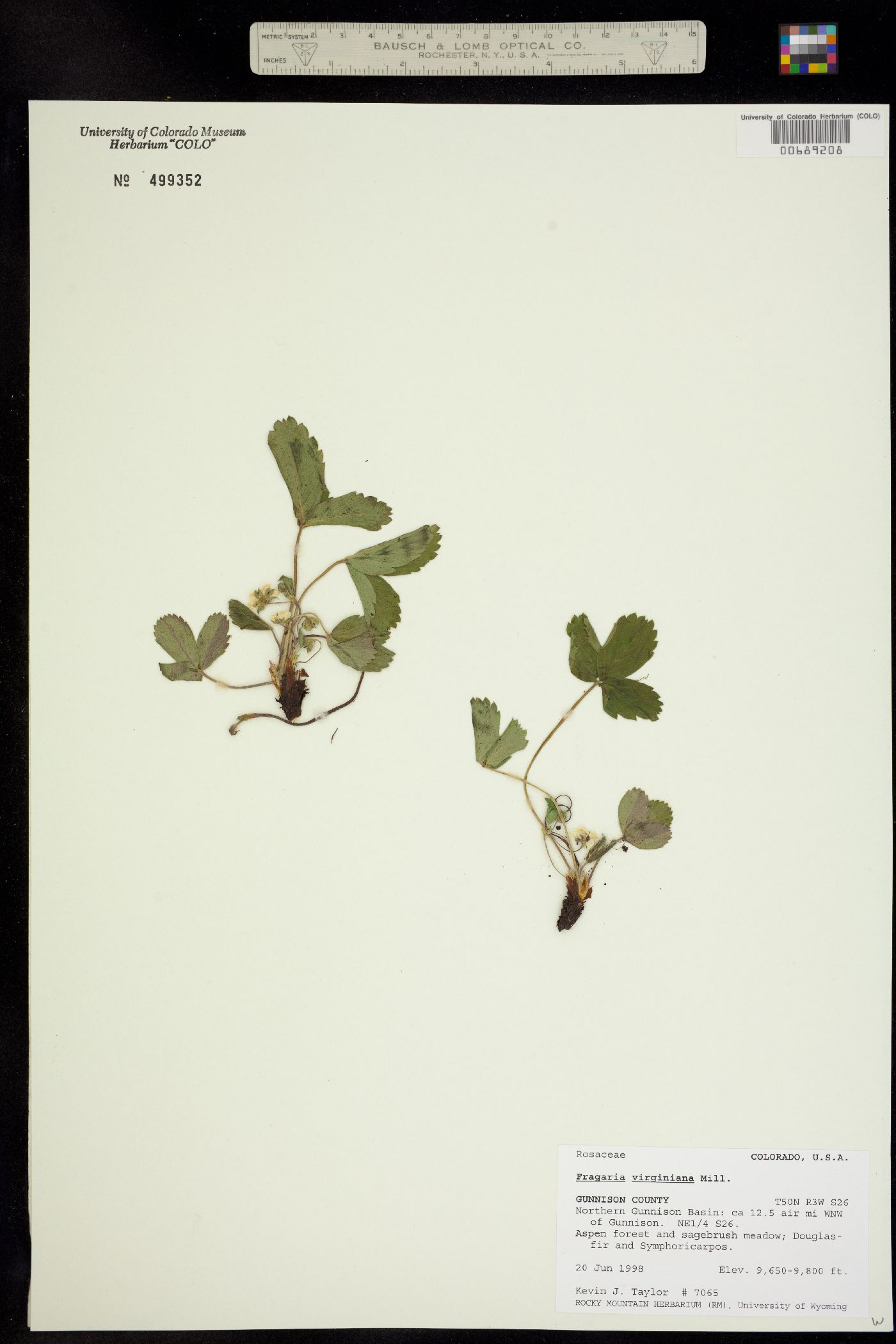 Fragaria virginiana ssp. glauca image